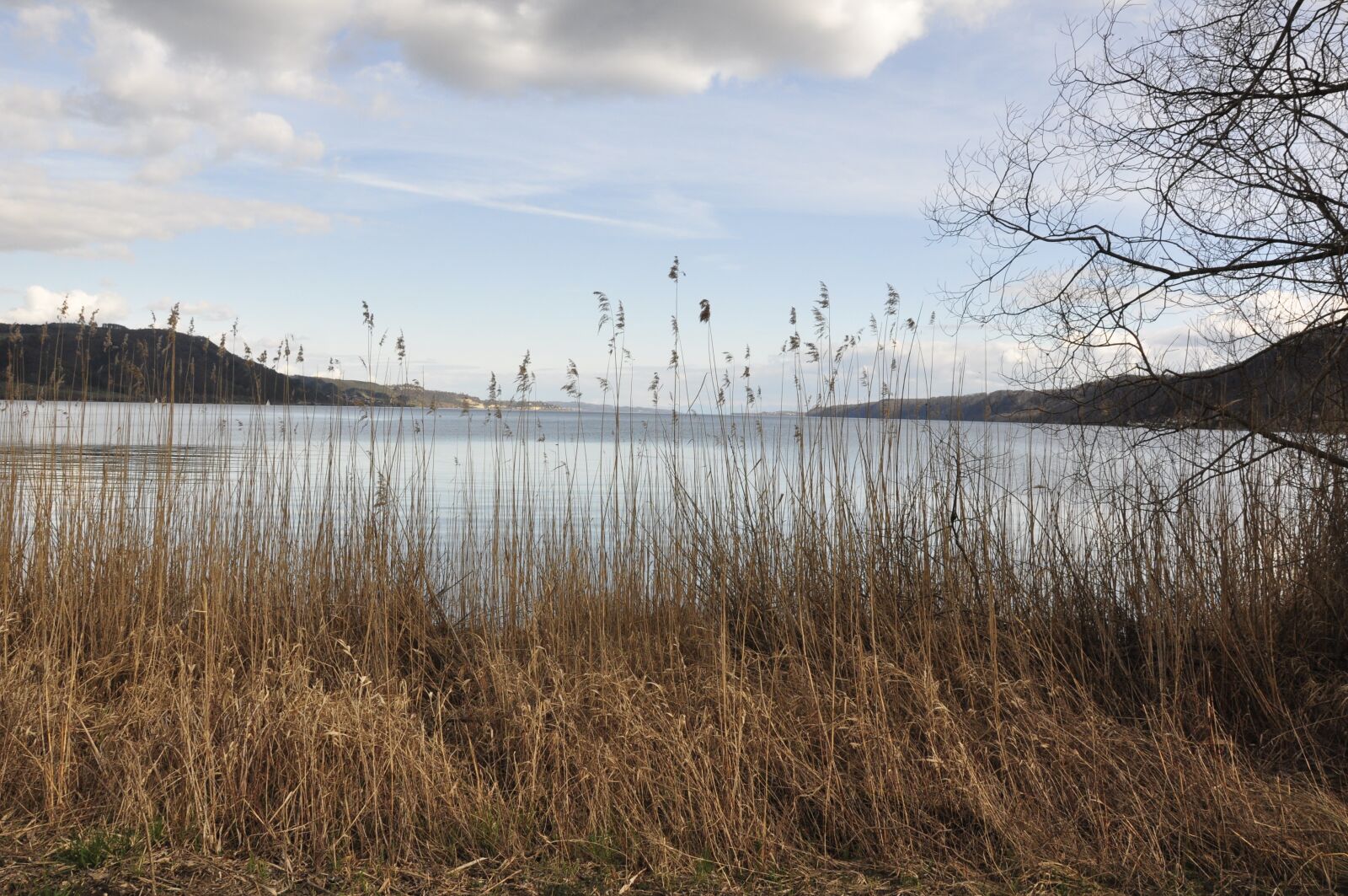 Nikon D90 sample photo. Lake constance, water, reed photography