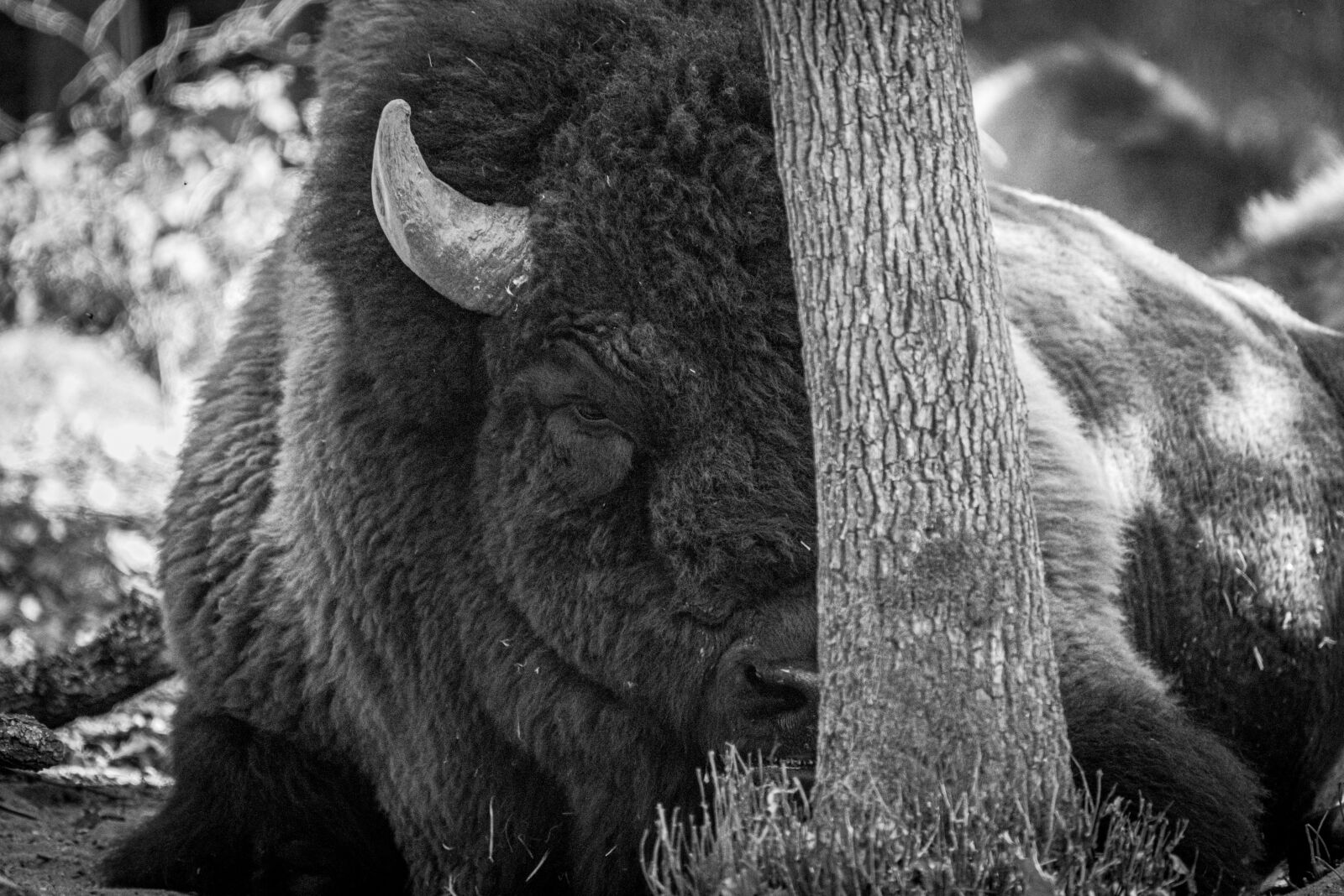 Nikon D750 sample photo. Bison, africa, nature photography