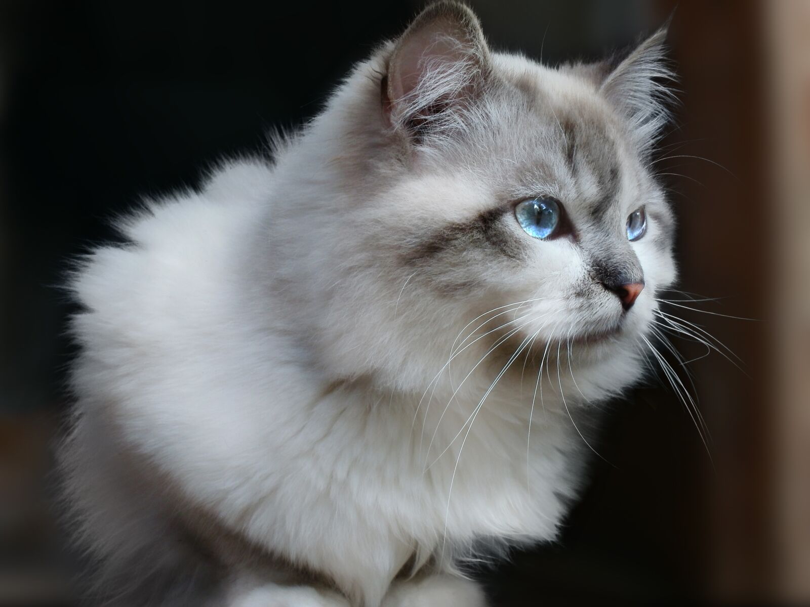 Olympus FE47,X43 sample photo. Cat, attention, pusic photography
