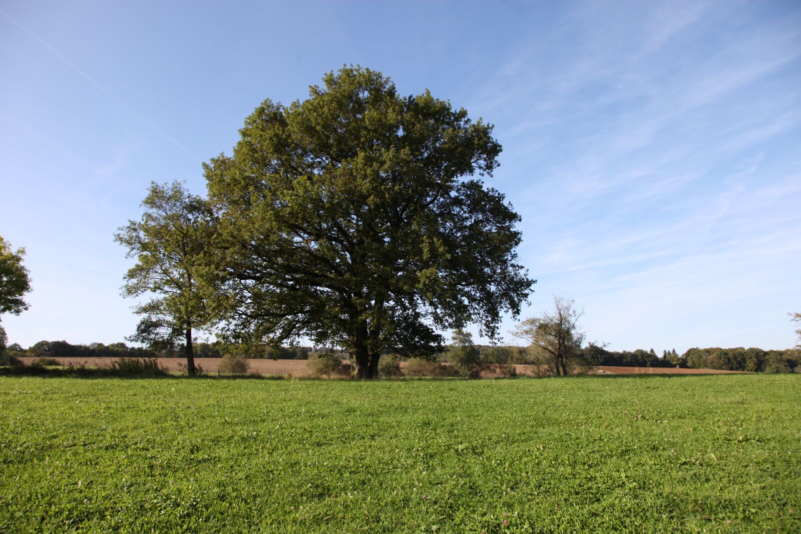 Canon EOS 5D Mark II sample photo. Tree, oak, nature photography