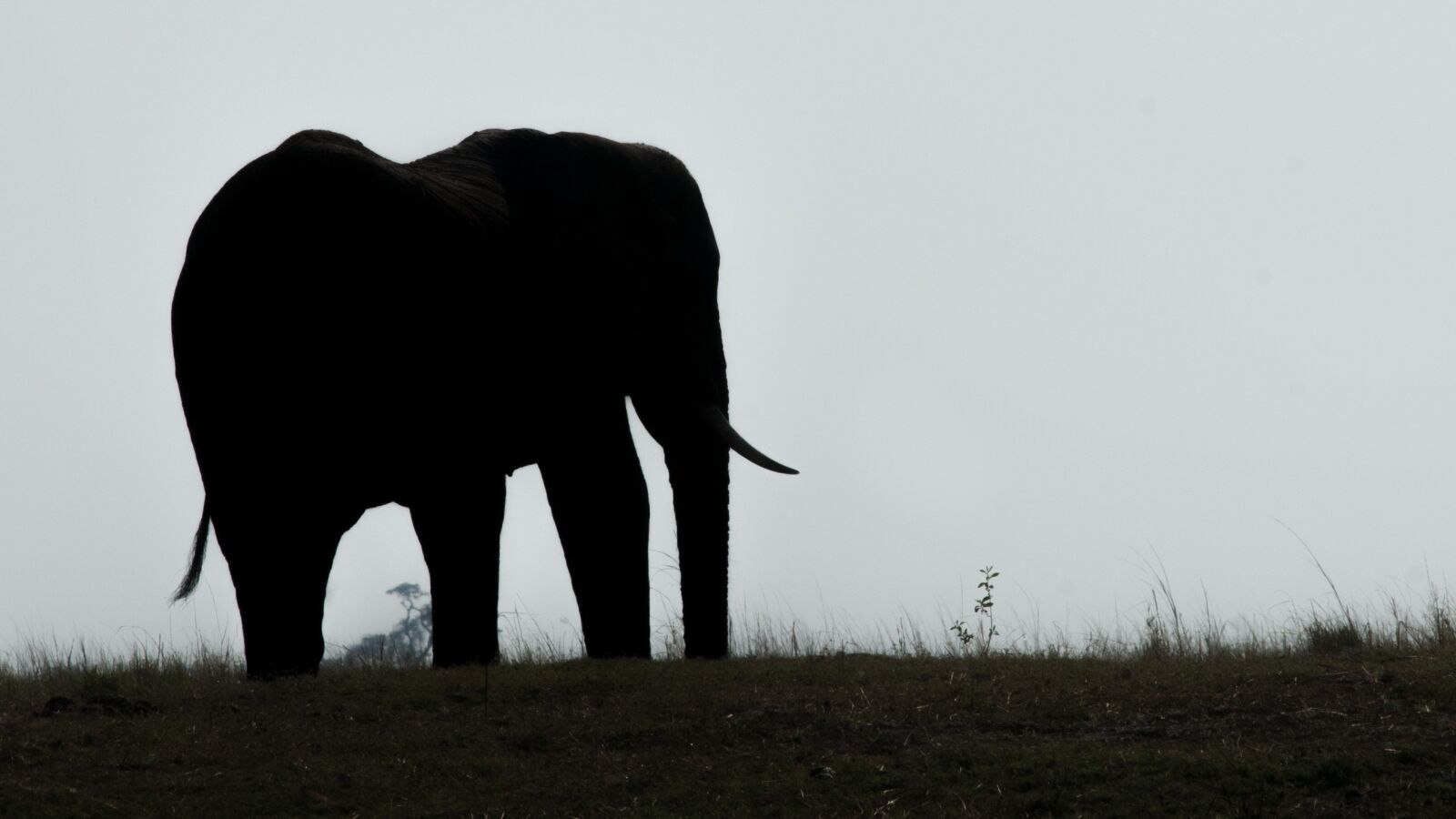 Nikon D300 sample photo. Elephant, botswana, chobe photography