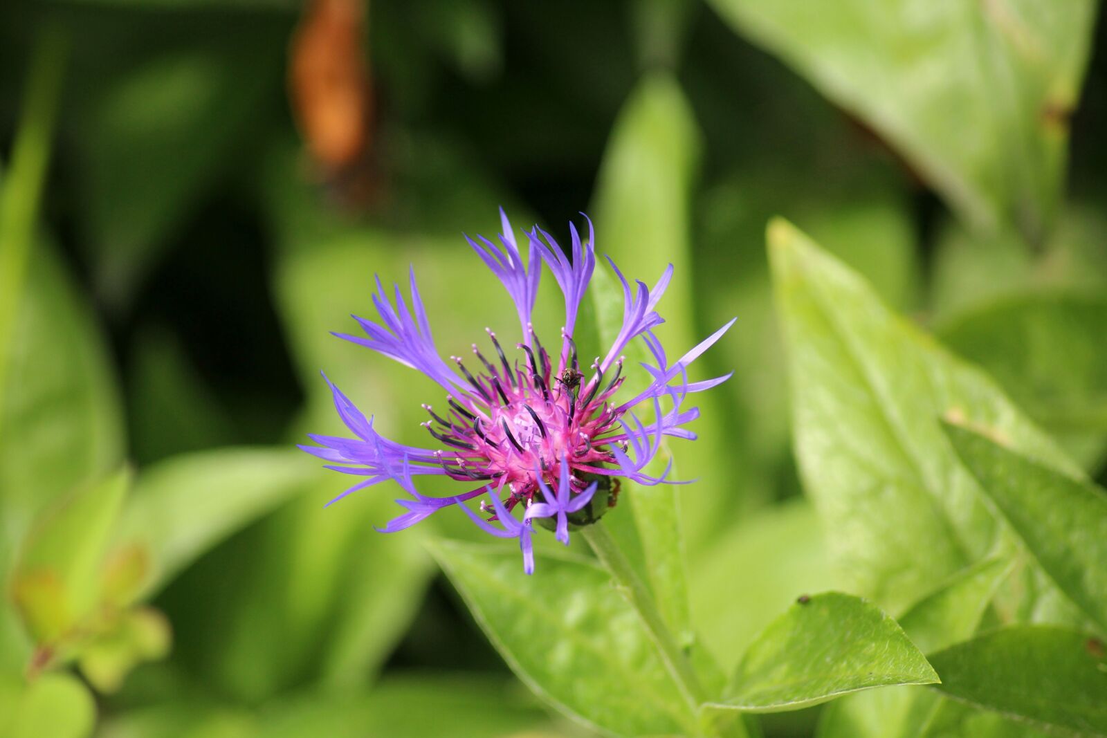 Canon EOS 1200D (EOS Rebel T5 / EOS Kiss X70 / EOS Hi) sample photo. Cornflower, wildflowers, blue photography
