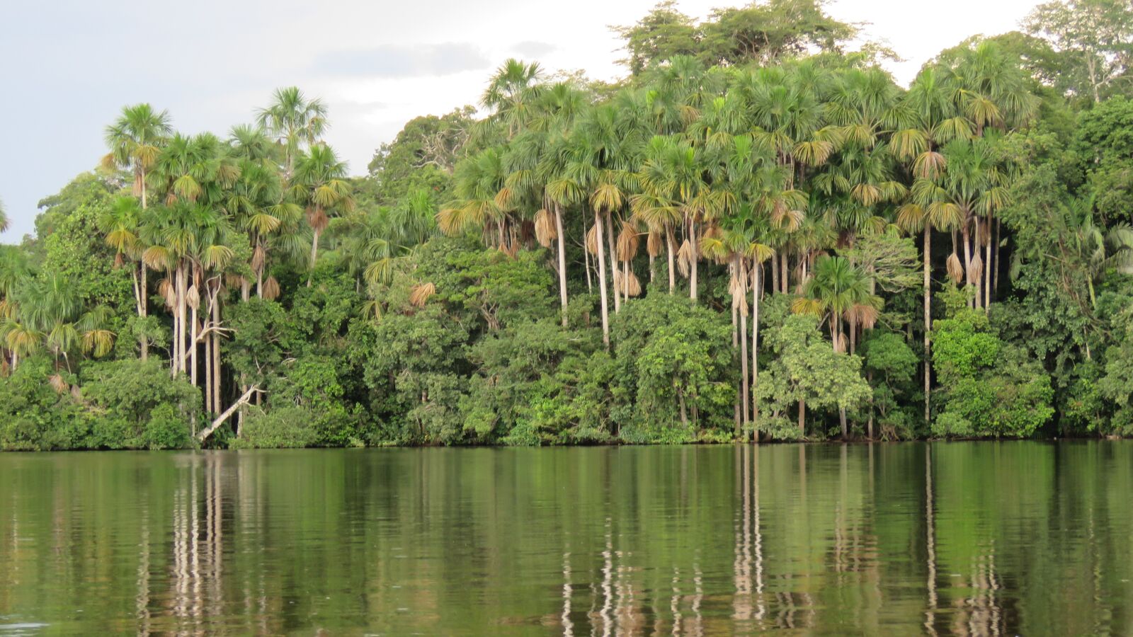 Canon PowerShot SX60 HS sample photo. Jungle, palms, aguaje photography