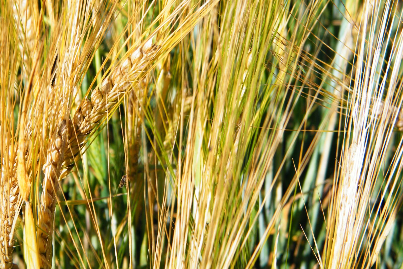 Fujifilm FinePix S2000HD sample photo. Grain, field, wheat photography