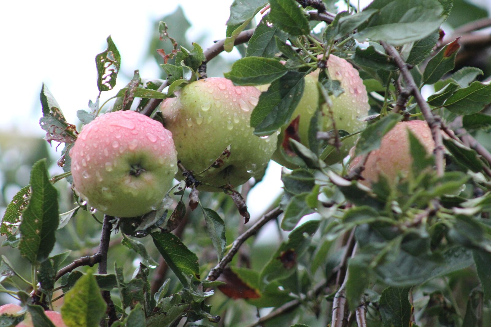 Canon EOS 1300D (EOS Rebel T6 / EOS Kiss X80) sample photo. Apples, rain, foliage photography