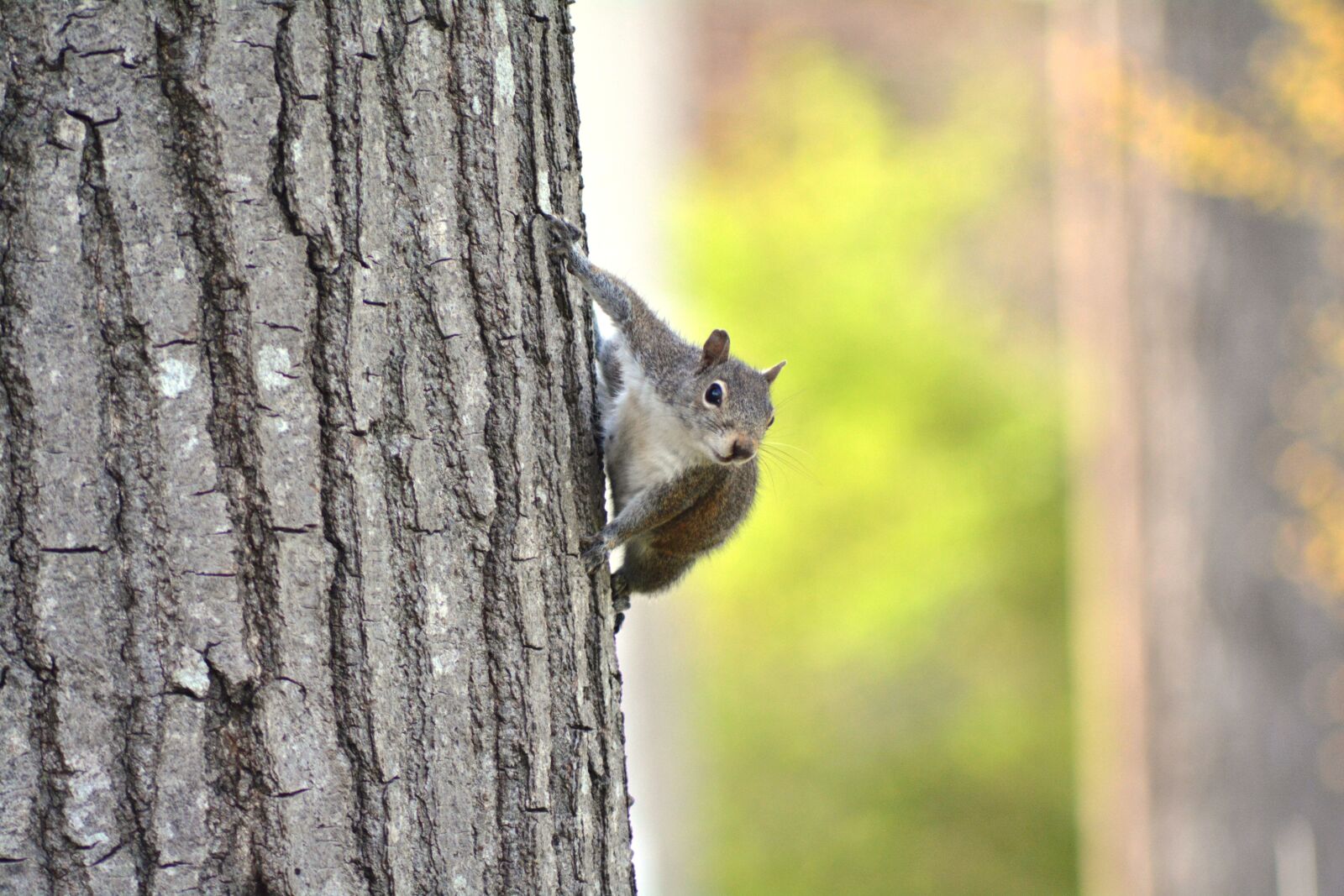 Nikon D5200 sample photo. Tree, wood, nature photography