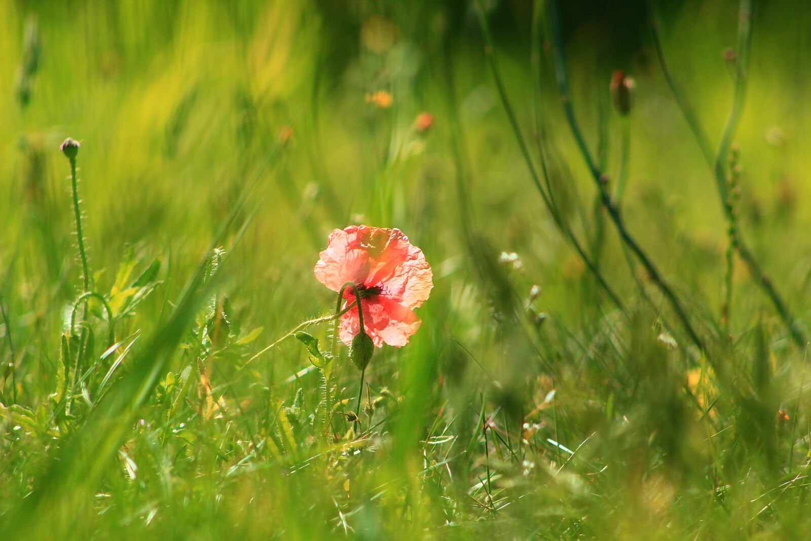 Canon EF75-300mm f/4-5.6 sample photo. Nature, plants, poppies photography