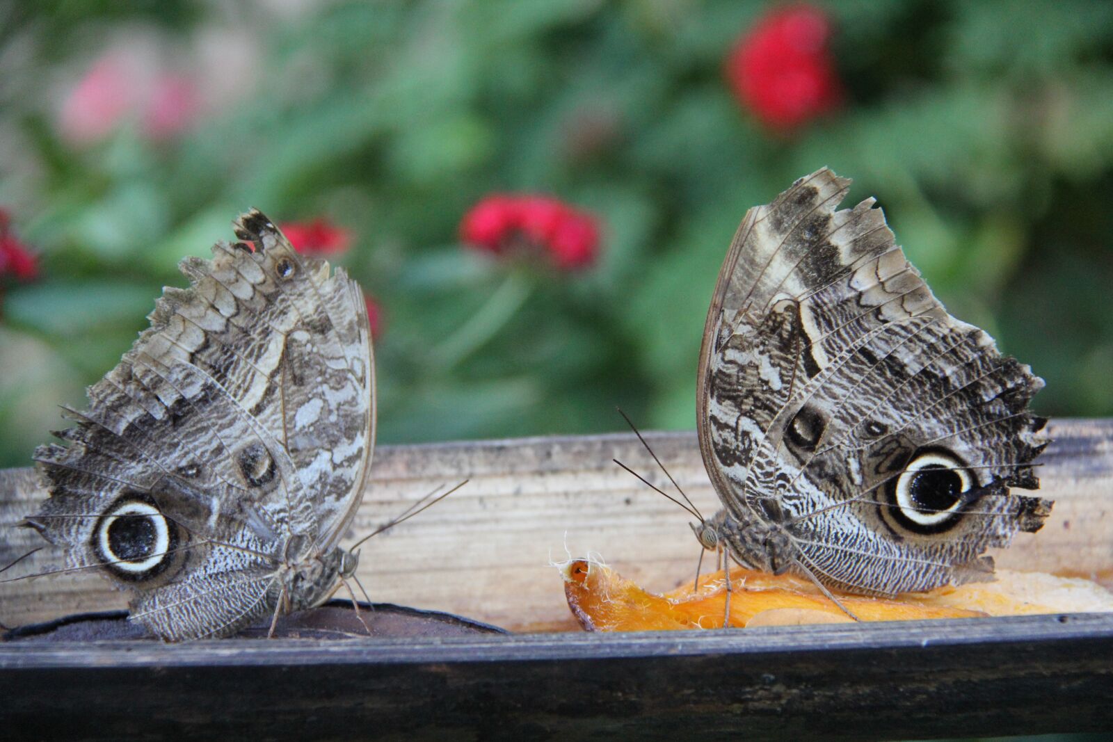 Canon EF-S 18-200mm F3.5-5.6 IS sample photo. Butterflies, nature, fauna photography