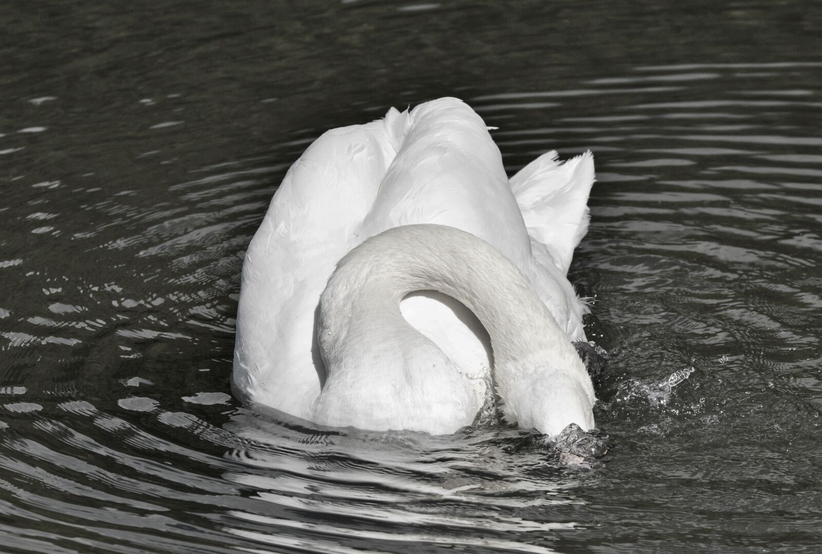 Nikon D3200 sample photo. Swan, bird, water bird photography