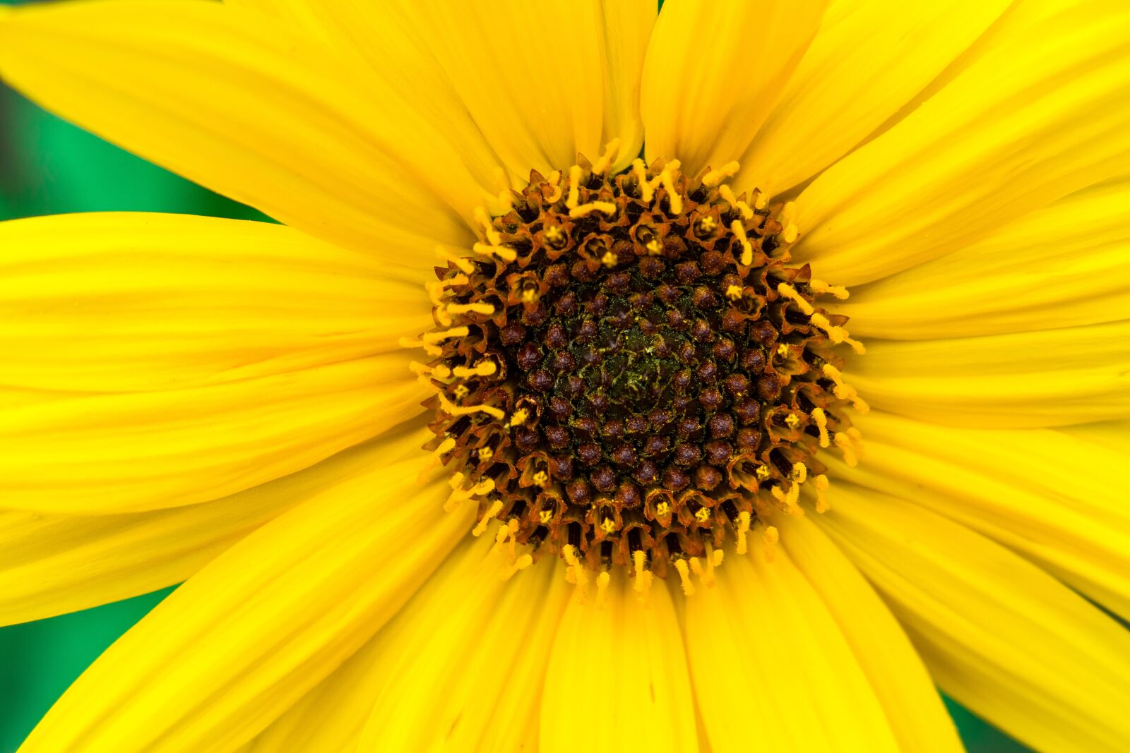 Canon PowerShot G3 X sample photo. Sunflower, shining, rays photography