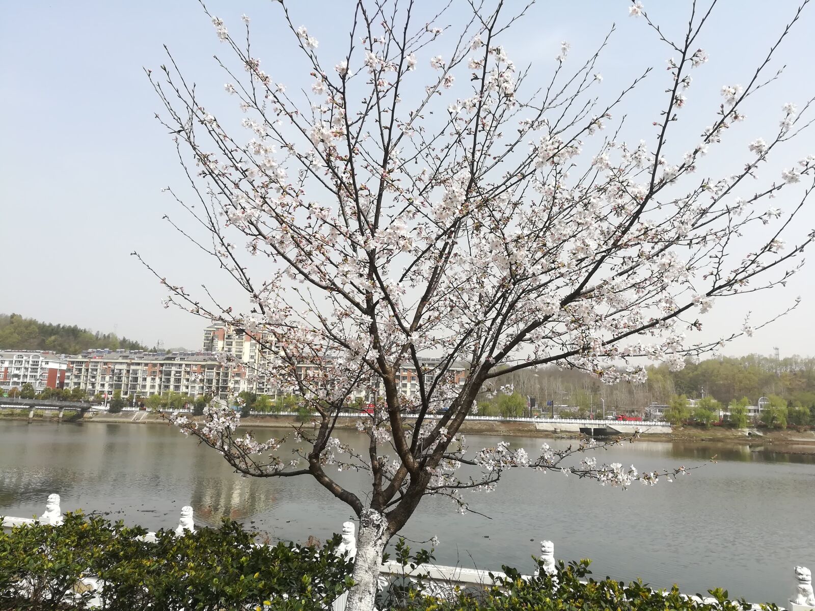 HUAWEI c??Eu?s 6X sample photo. Spring, home, flowers photography
