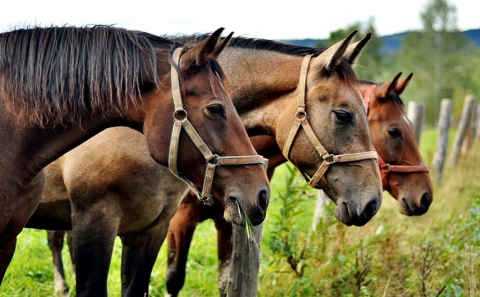 Nikon D90 sample photo. Horses, animals, the horse photography