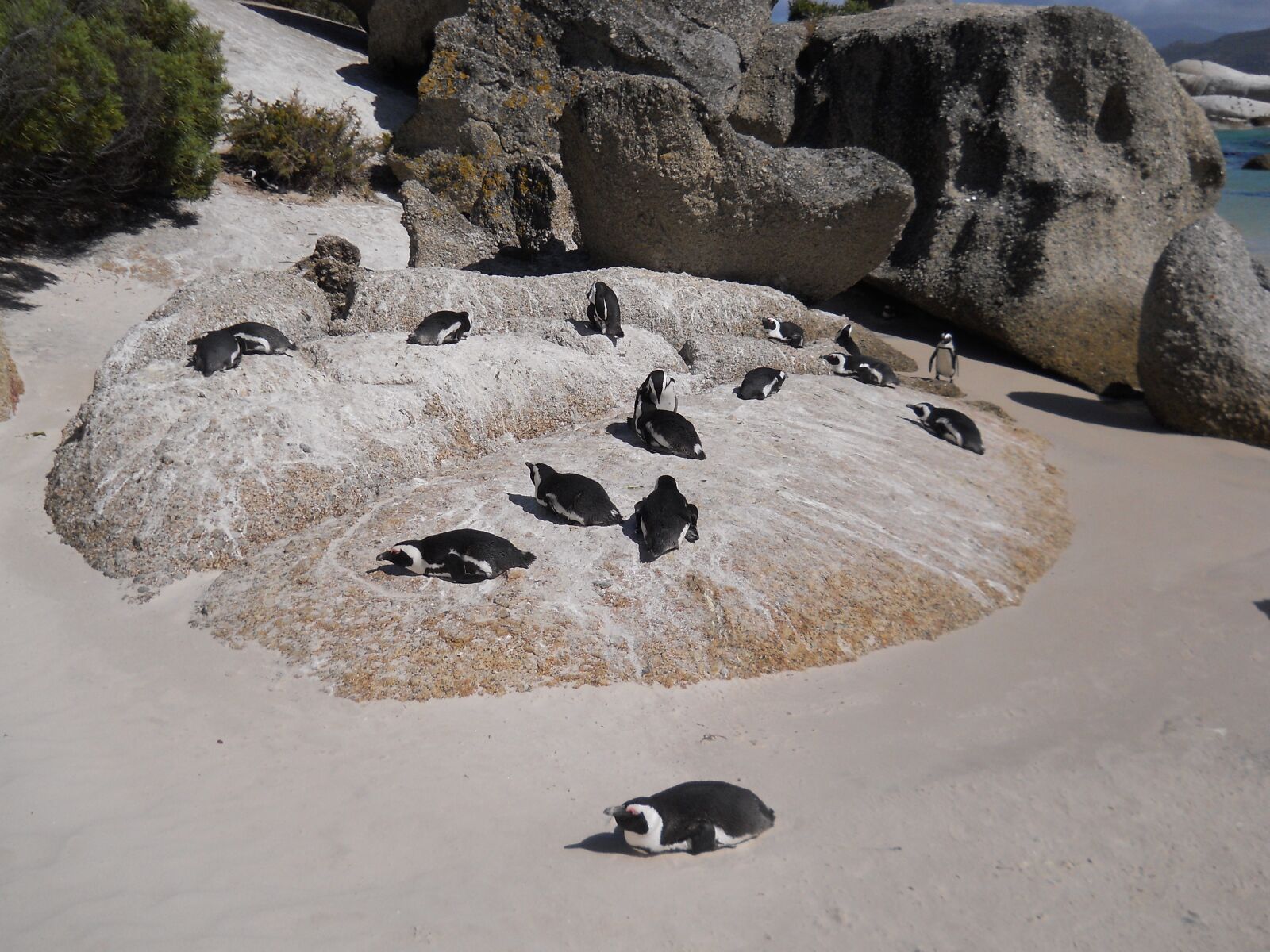 Nikon Coolpix L22 sample photo. Boulders, penguin, beach photography