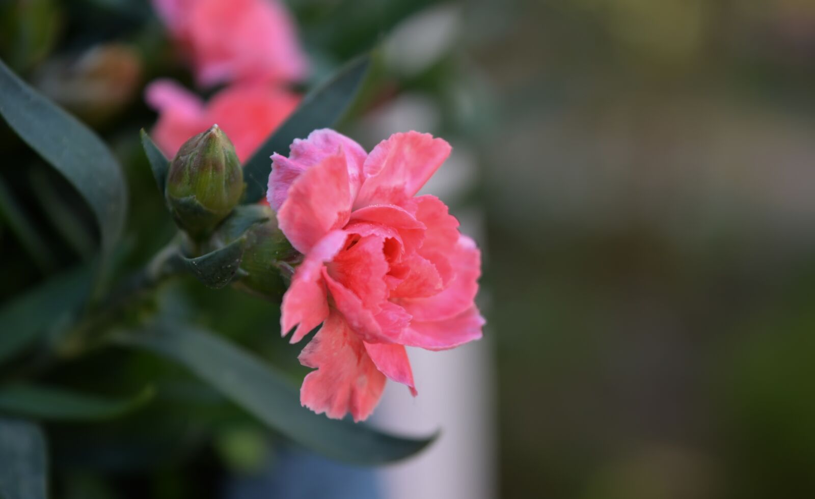 Nikon D5200 sample photo. Flowers, clove, spring photography