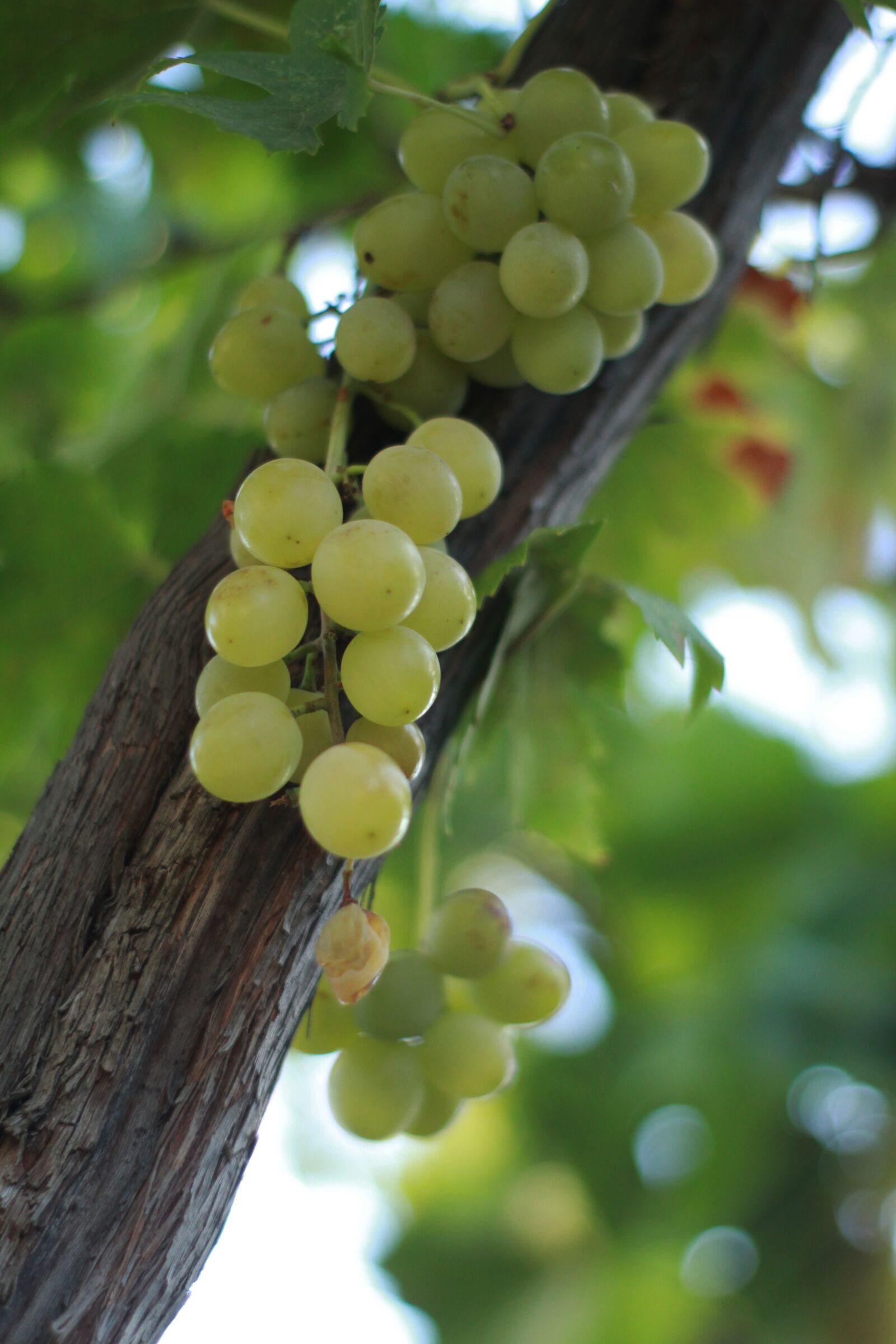 Canon EOS 1200D (EOS Rebel T5 / EOS Kiss X70 / EOS Hi) sample photo. Wine, loza, dacha photography