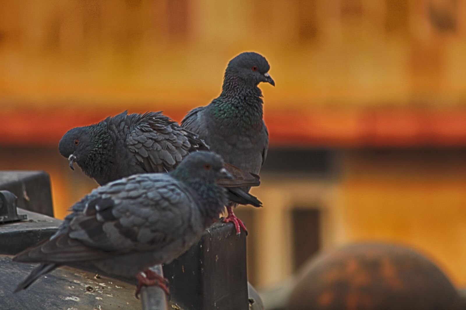 Canon EOS 700D (EOS Rebel T5i / EOS Kiss X7i) sample photo. Birds, chidiya, kabootar, pigeon photography
