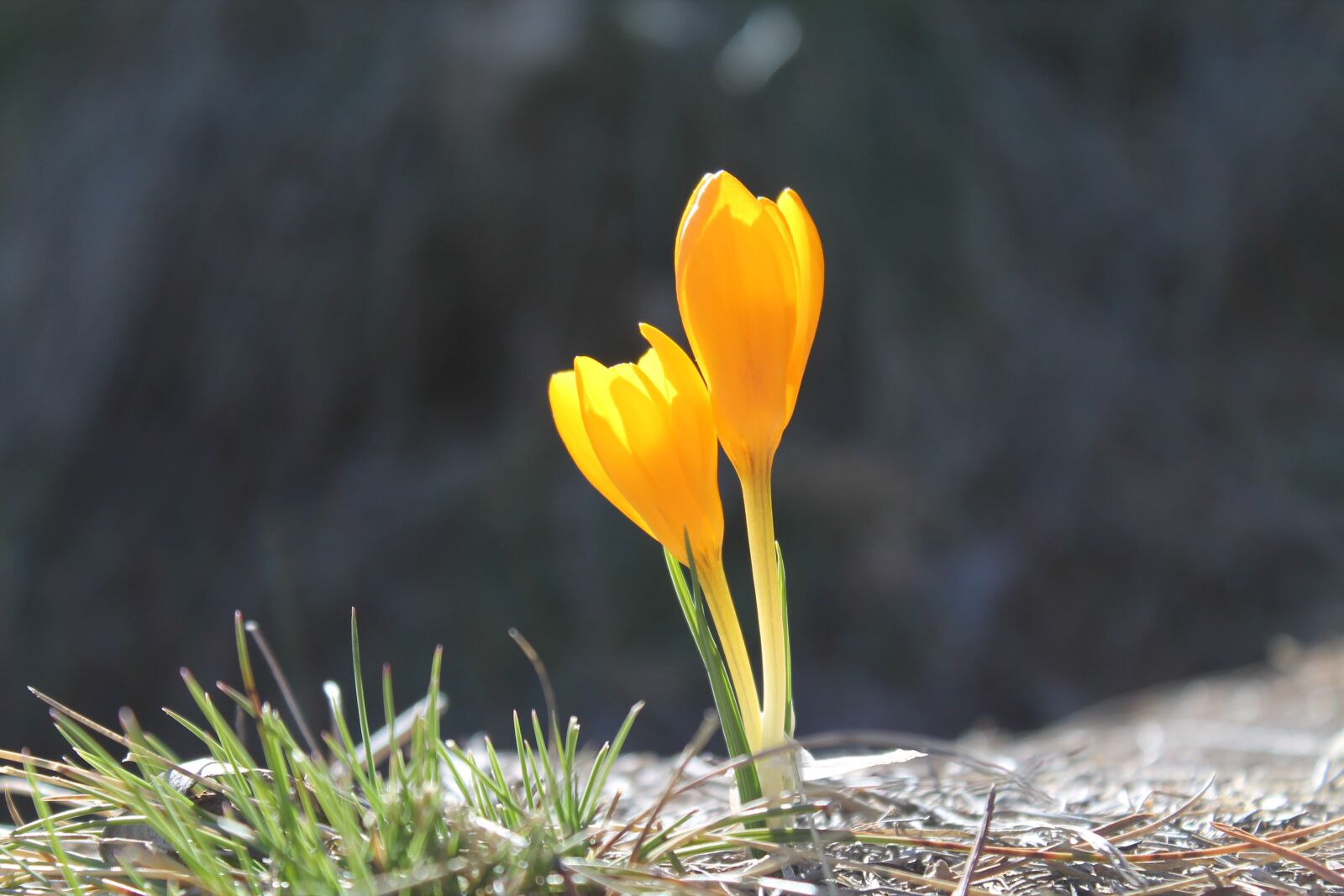 Canon EOS 1100D (EOS Rebel T3 / EOS Kiss X50) sample photo. Flower, spring, garden photography