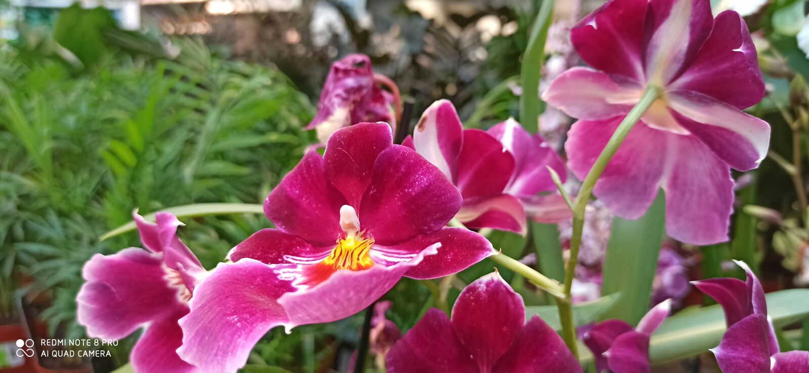 Xiaomi Redmi Note 8 Pro sample photo. Natural, roz, flower photography