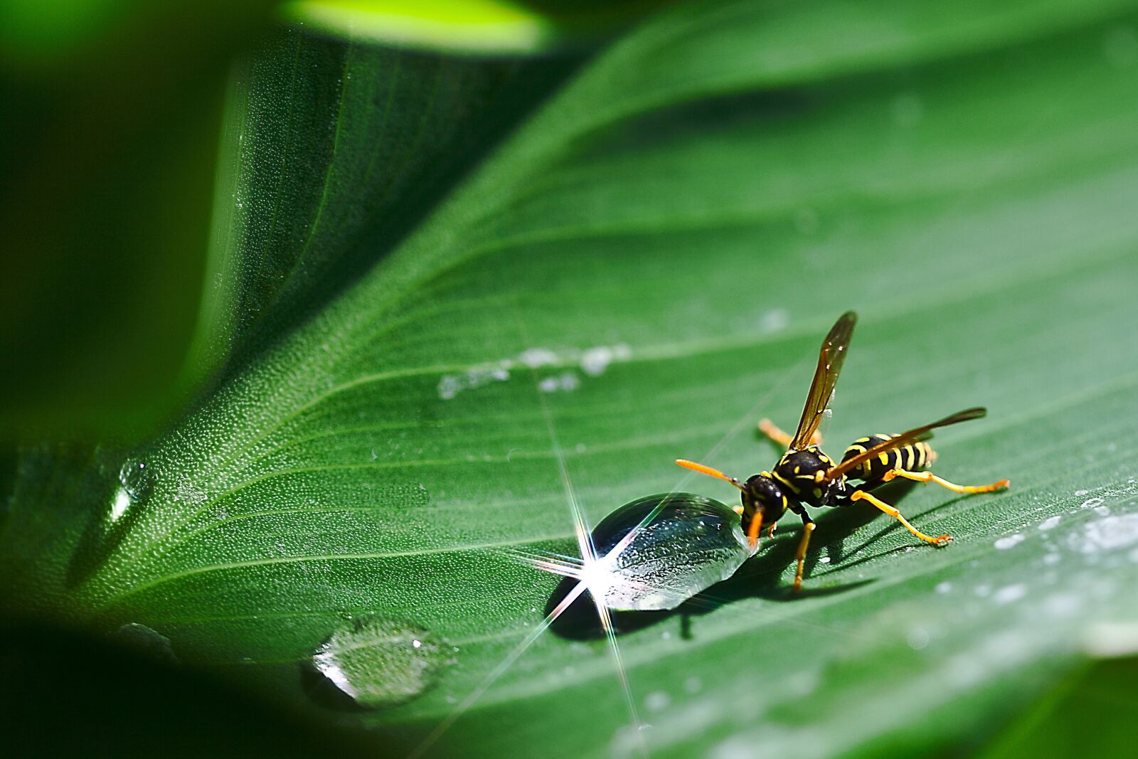 Canon EOS 5D Mark II sample photo. A drop of water photography