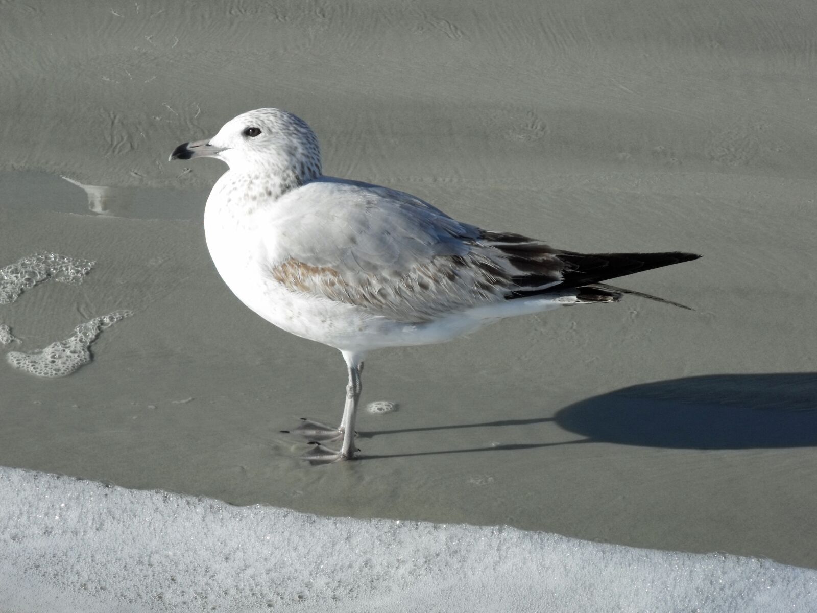 Fujifilm FinePix S1500 sample photo. Beach, beach birds, coastline photography