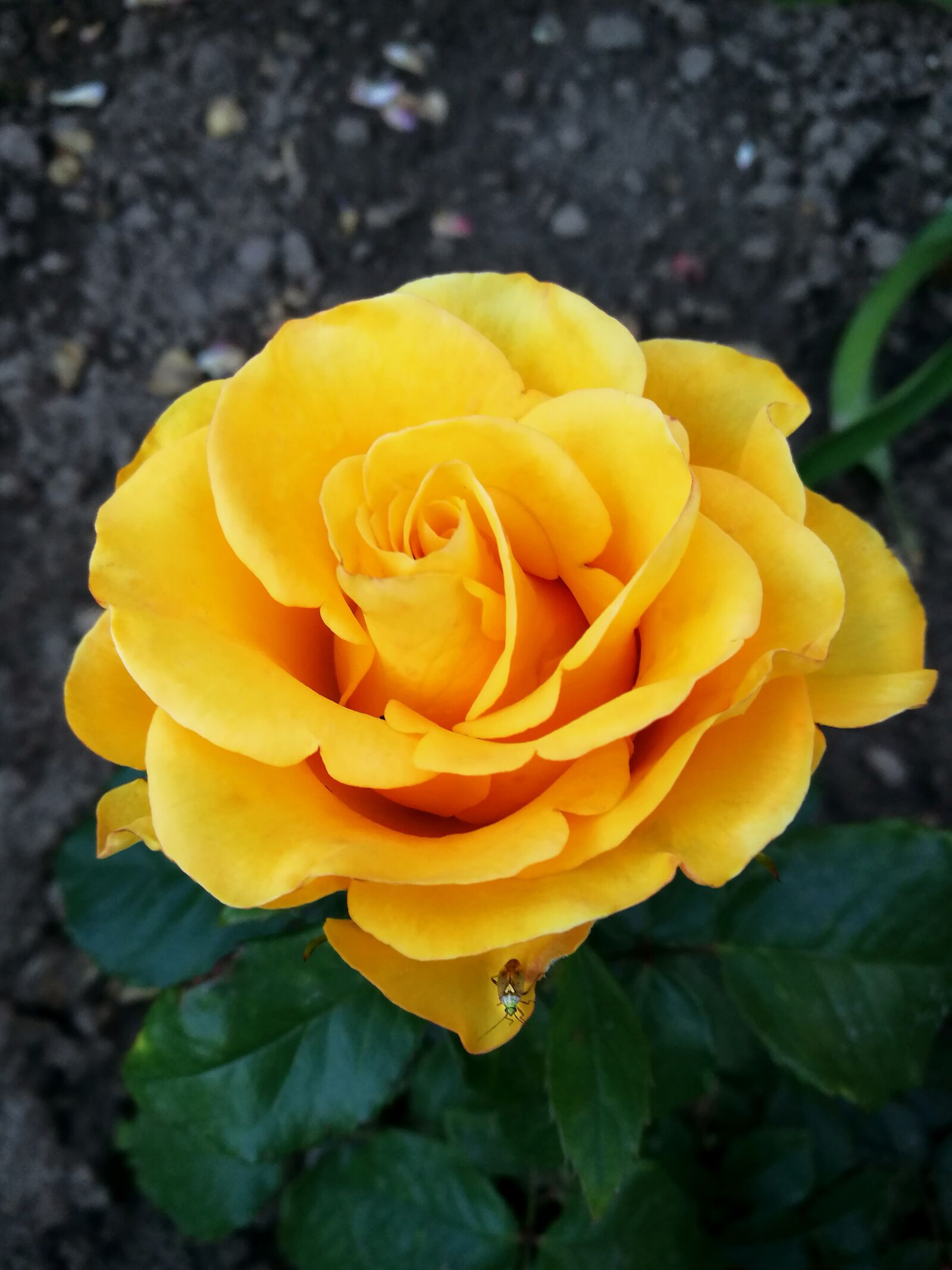HUAWEI P9 sample photo. Rose, garden, yellow rose photography