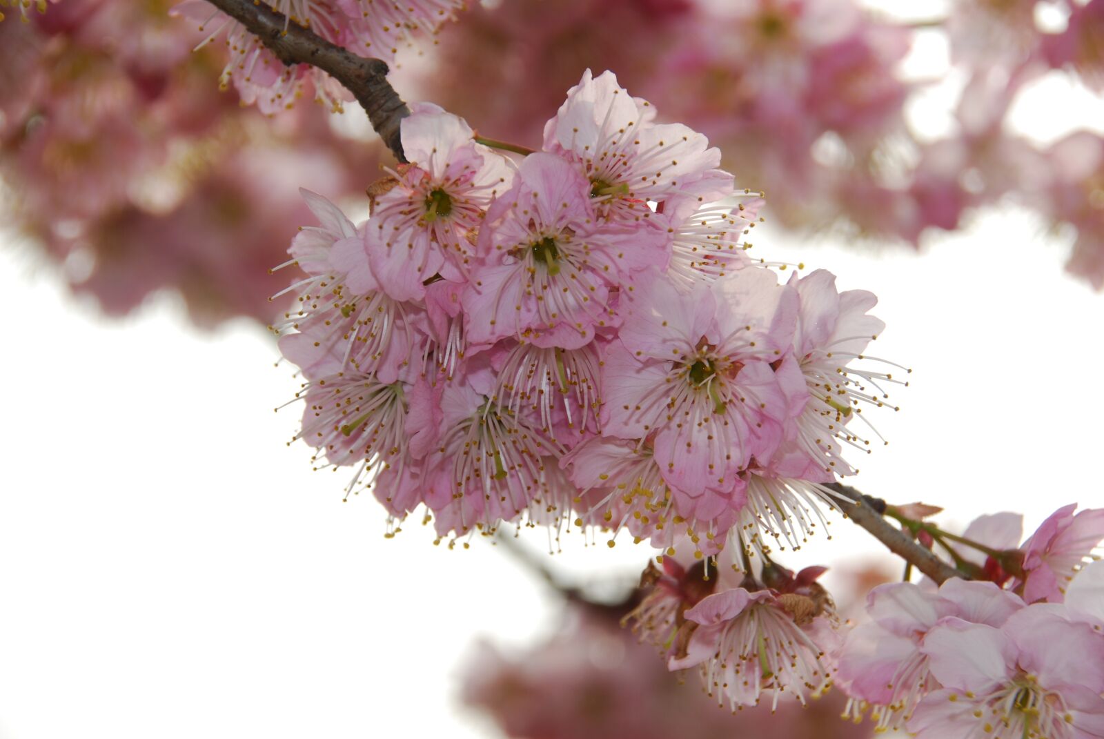 Nikon D40X sample photo. The scenery, cherry blossom photography