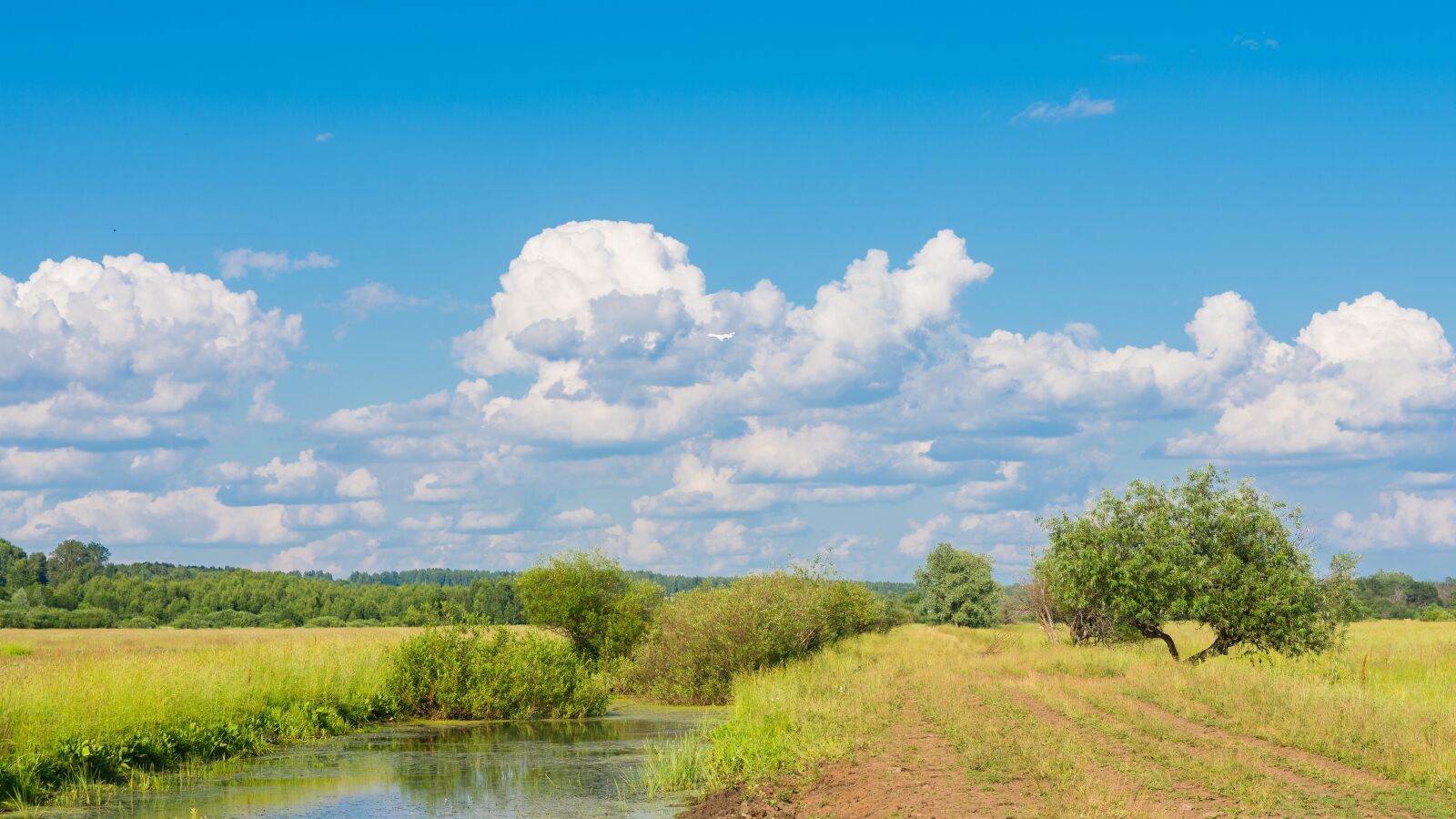 Nikon D7200 sample photo. Landscape, forest, trees photography
