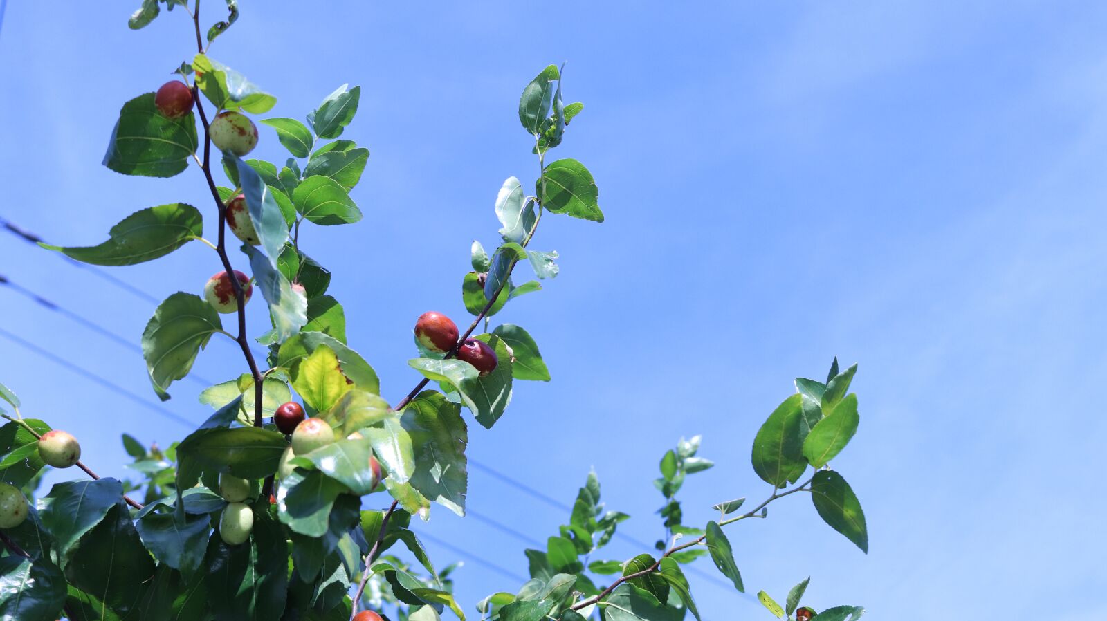 Canon EOS 200D (EOS Rebel SL2 / EOS Kiss X9) sample photo. Sky, jujube, the leaves photography