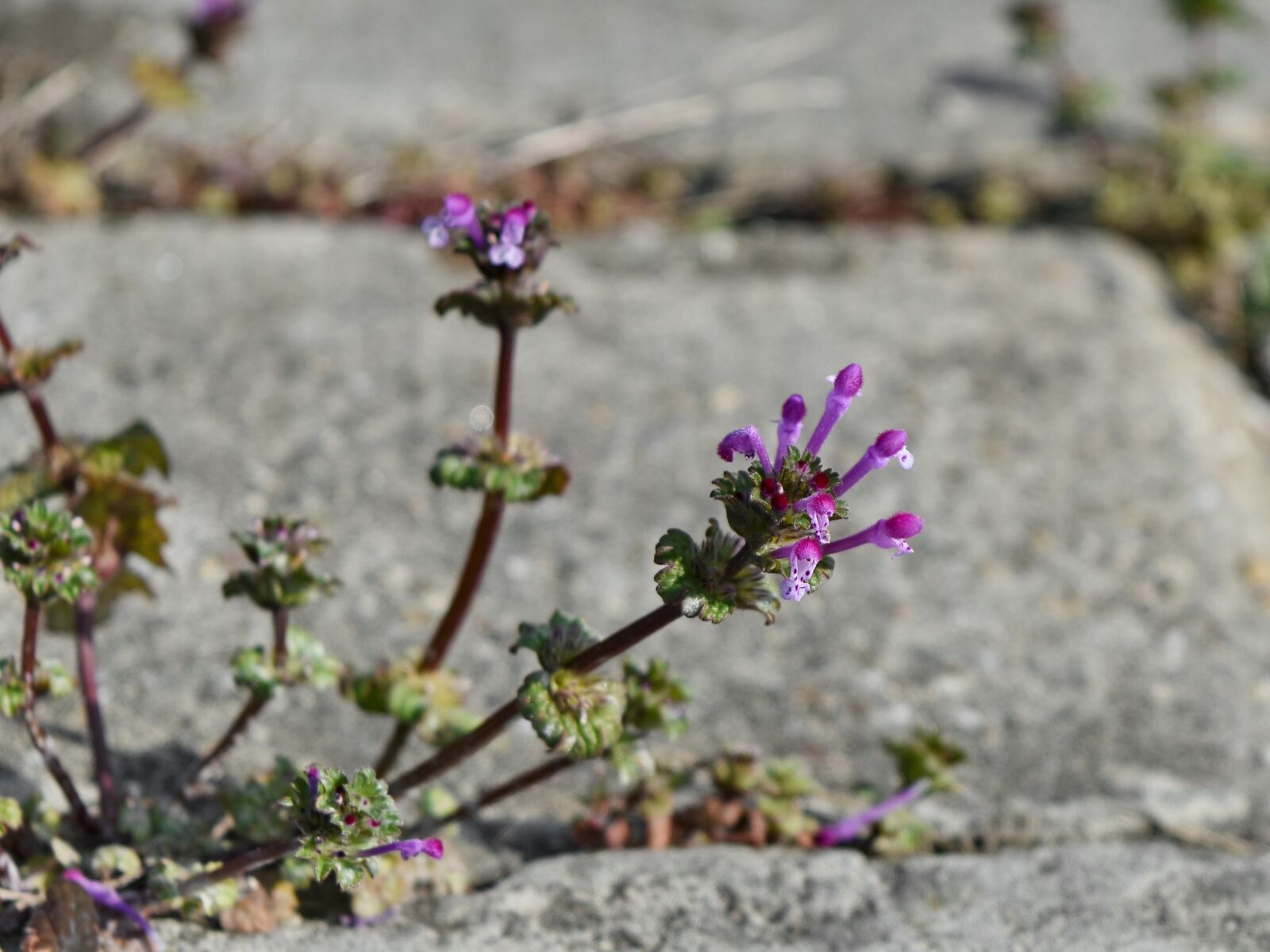 Nikon D5500 sample photo. Blooming, flora, plant, herb photography