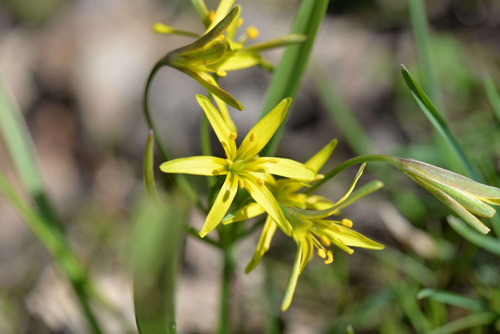 Nikon D610 sample photo. Grassland plants, including breaking photography