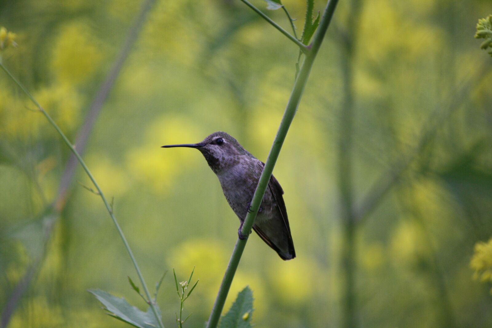 Canon EOS 1000D (EOS Digital Rebel XS / EOS Kiss F) sample photo. Hummingbird, nature, bird photography