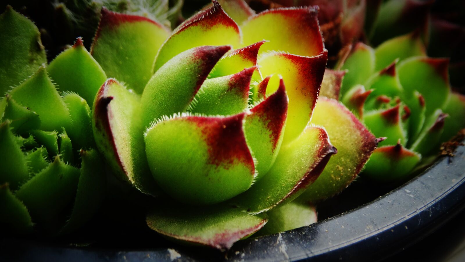Sony Cyber-shot DSC-HX300 sample photo. Succulents, beautiful, garden photography