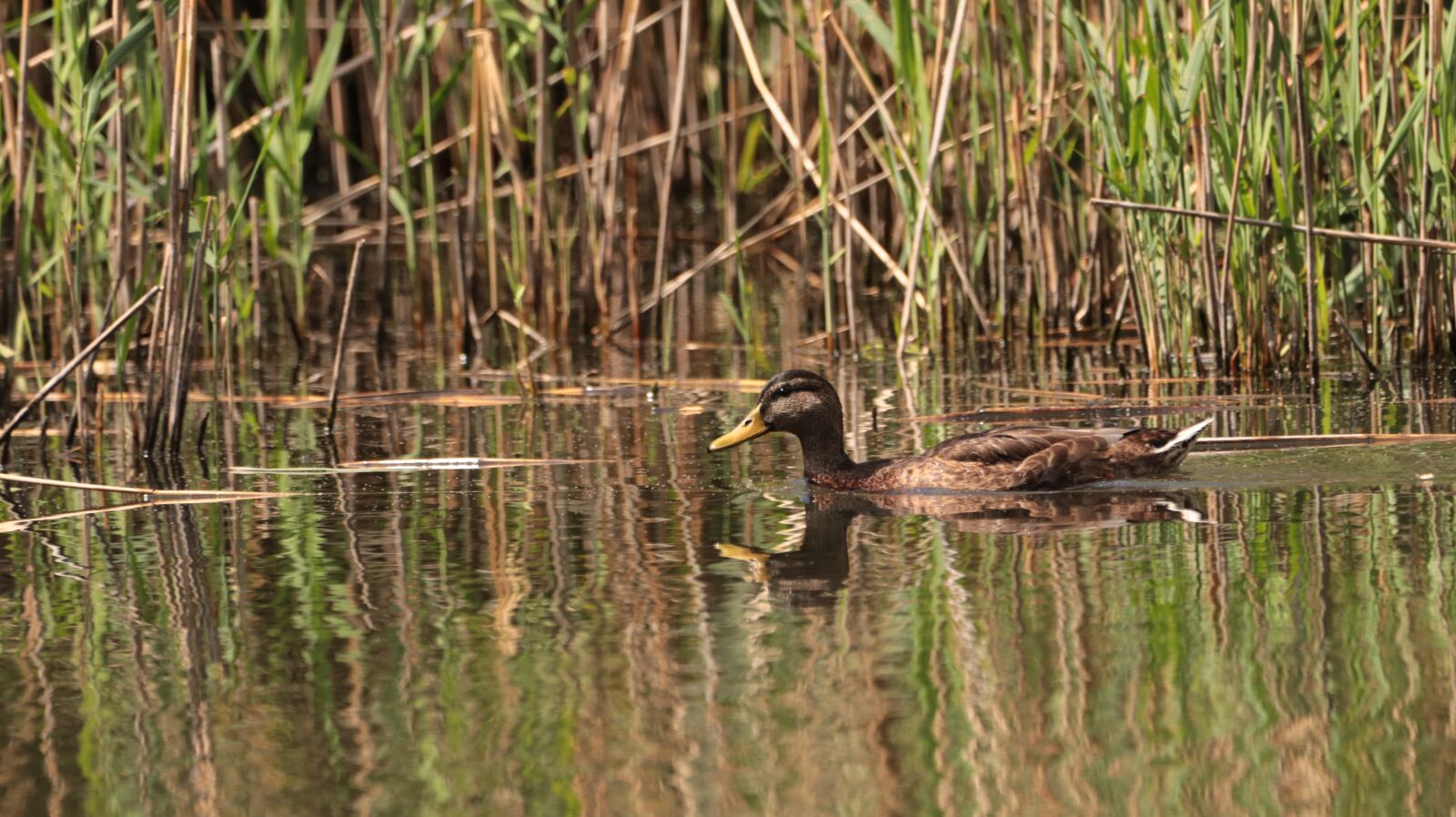 150-600mm F5-6.3 DG OS HSM | Contemporary 015 sample photo. Duck, lake, water photography