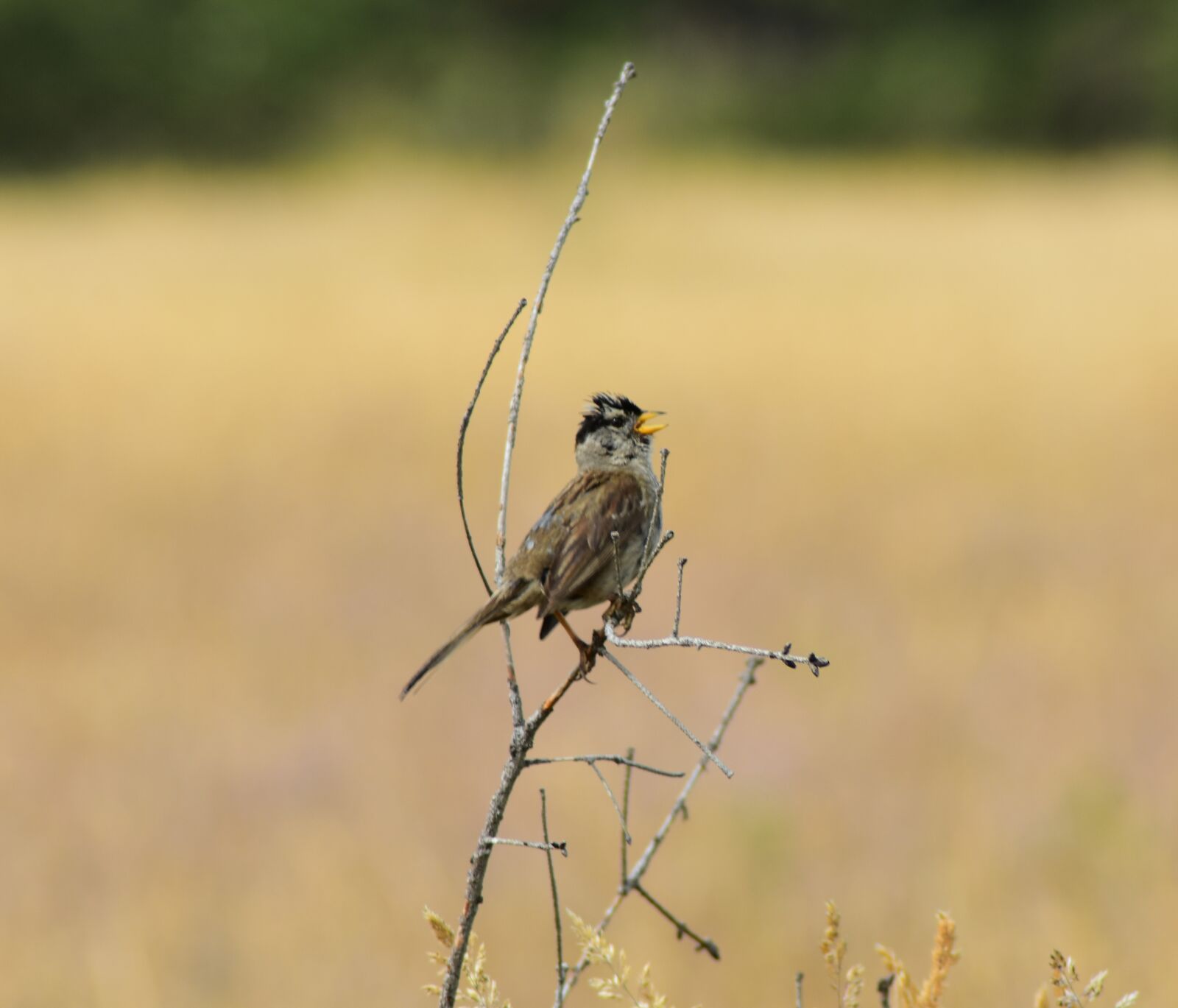 Nikon D3400 sample photo. Sparrow, bird, nature photography