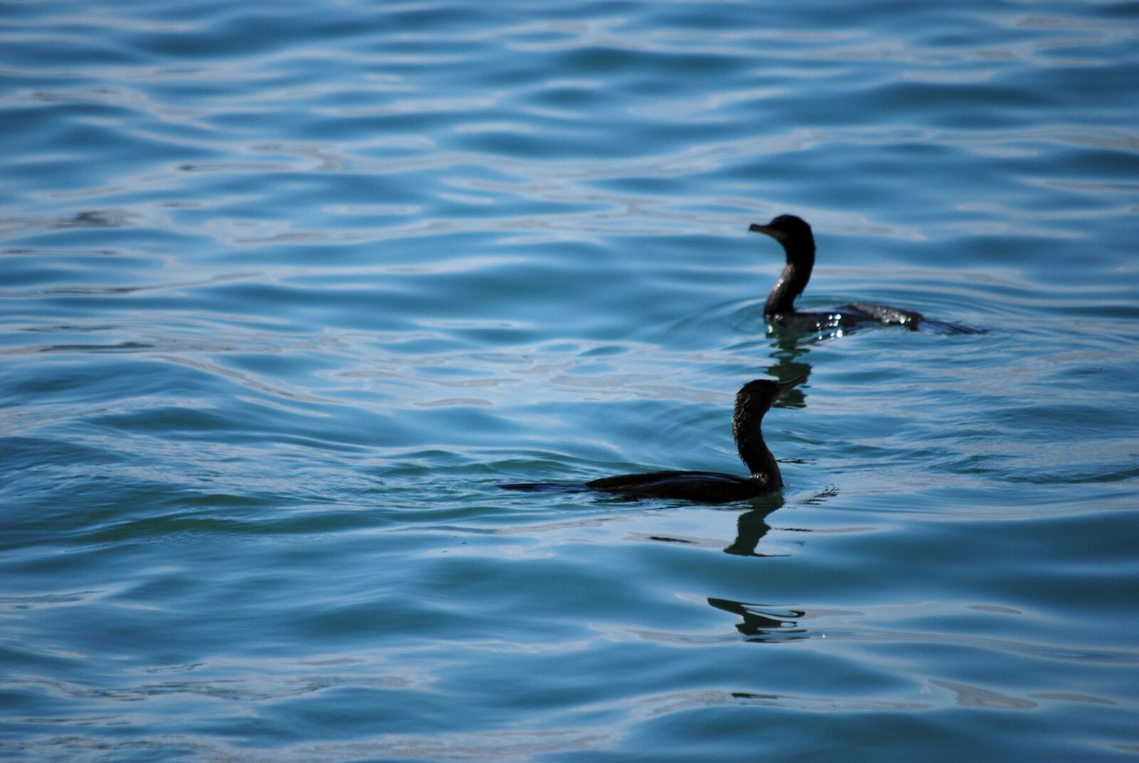 Nikon D60 sample photo. Body of water, birds photography