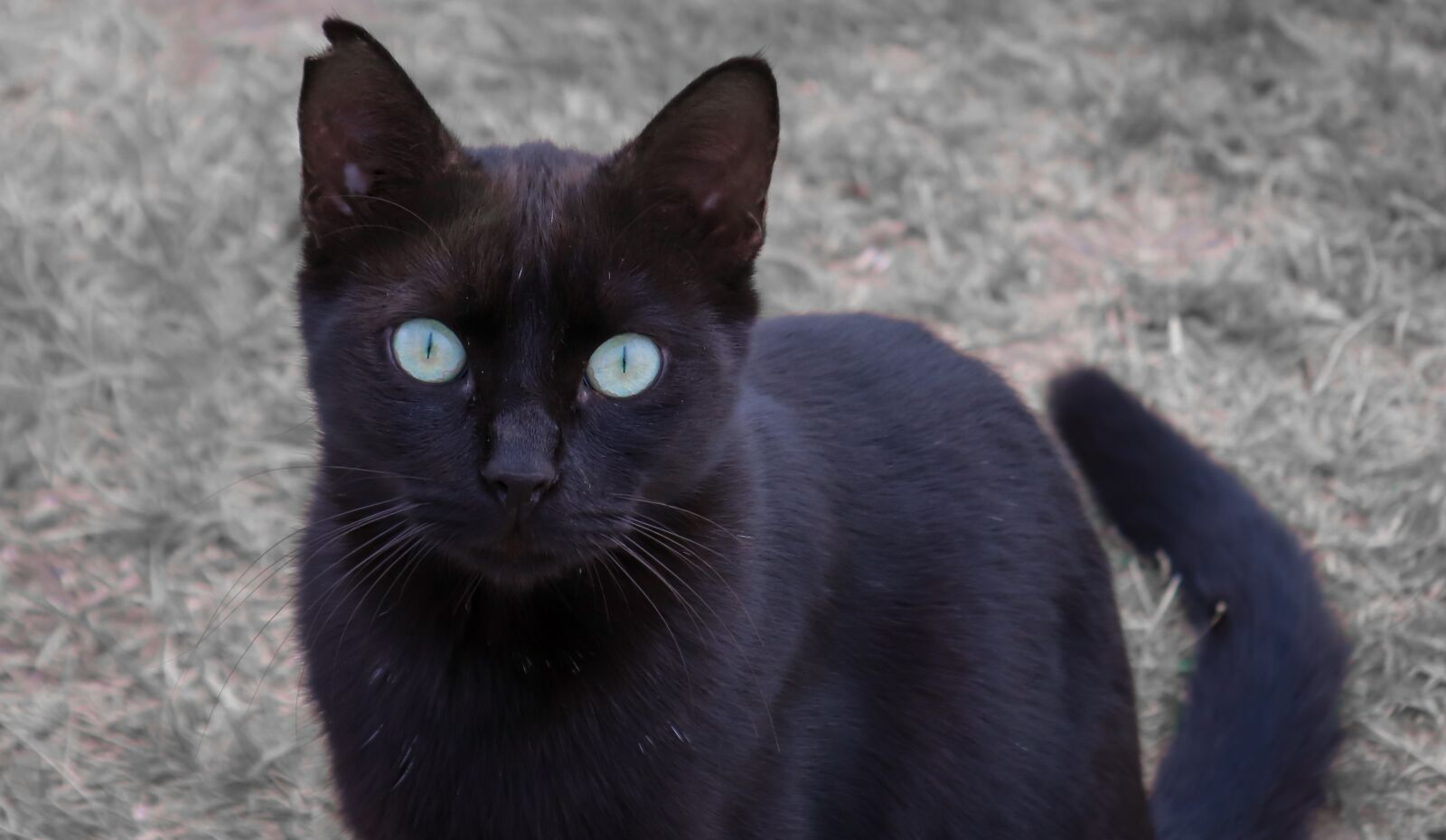 Canon EOS 200D (EOS Rebel SL2 / EOS Kiss X9) sample photo. Cat, black, cat's eyes photography