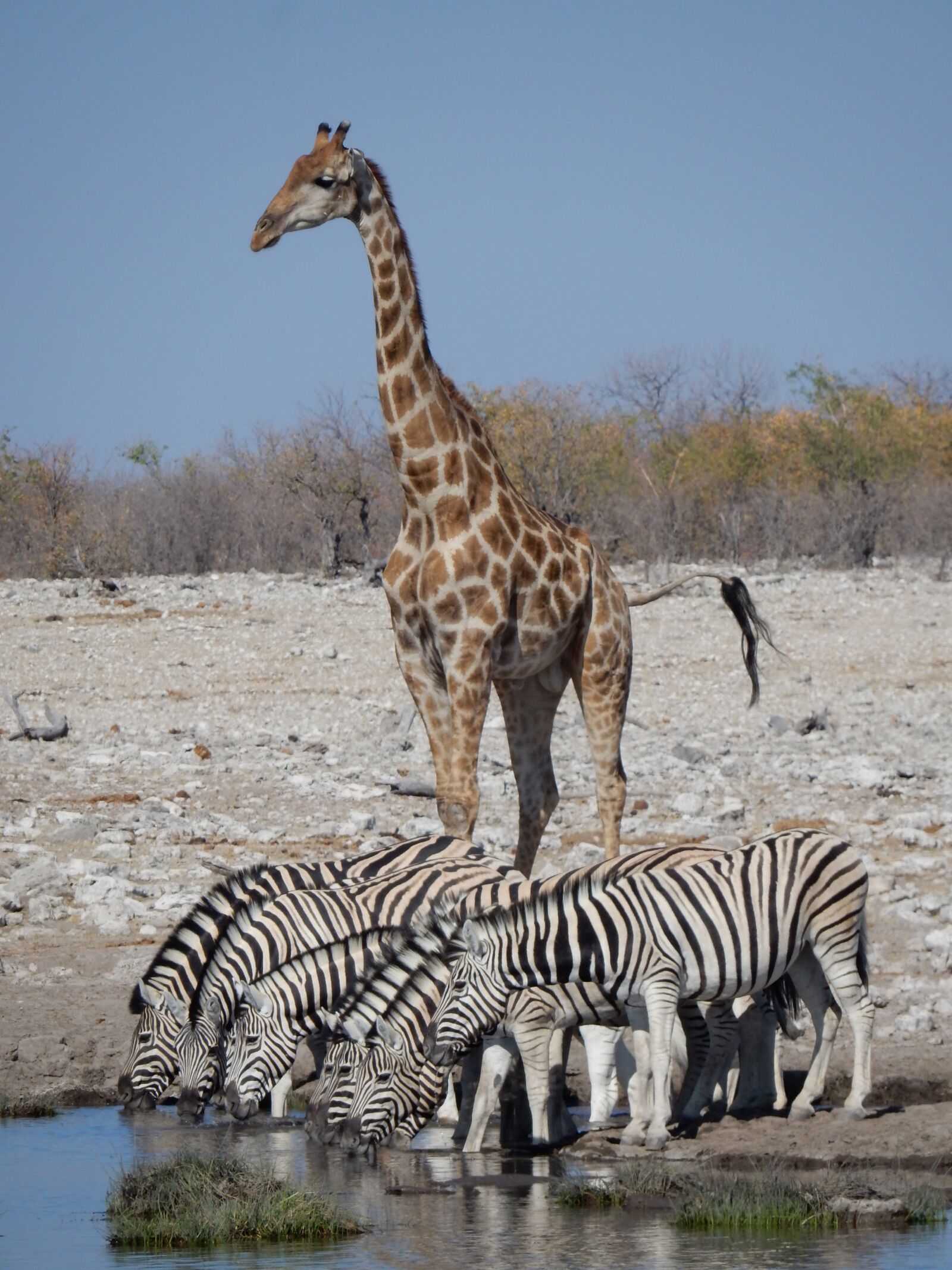 Nikon Coolpix S9900 sample photo. Giraffe, zebra, africa photography