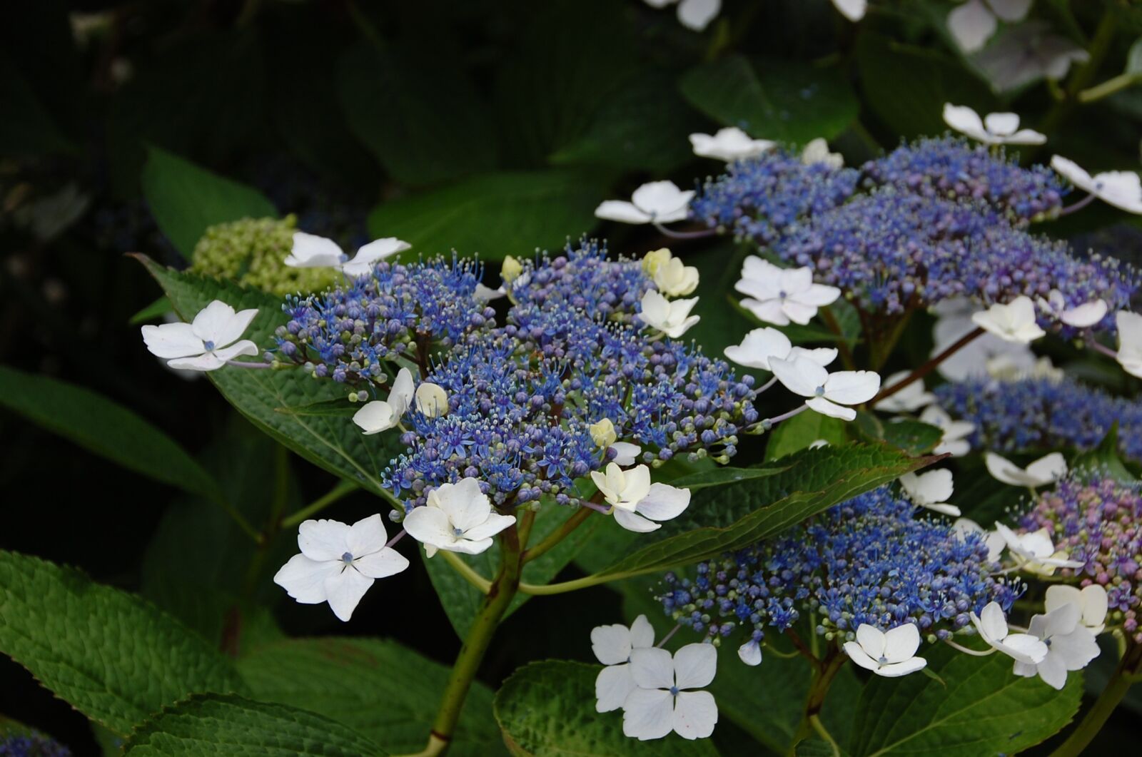 Nikon D40 sample photo. Hydrangea, flowers, blue photography
