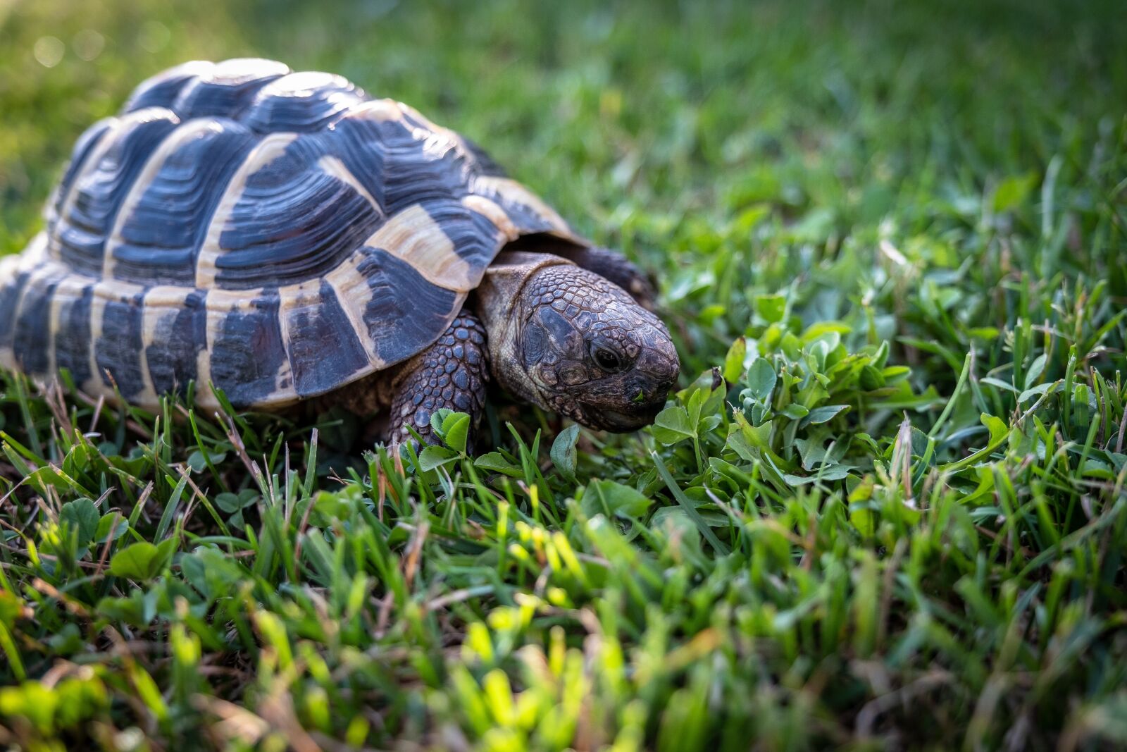Fujifilm X-T2 sample photo. Turtle, greek tortoise, eat photography