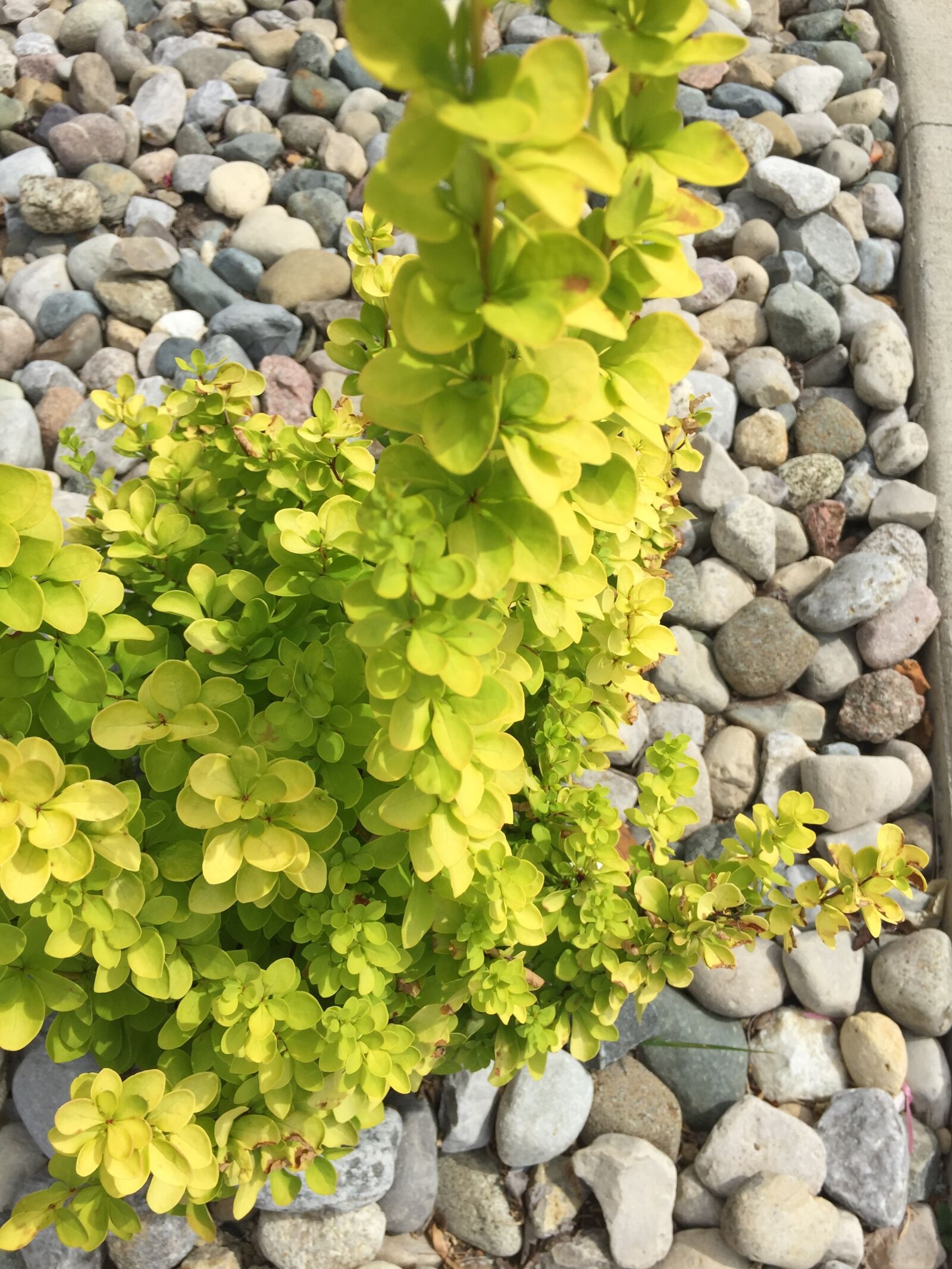 iPhone 6 back camera 4.15mm f/2.2 sample photo