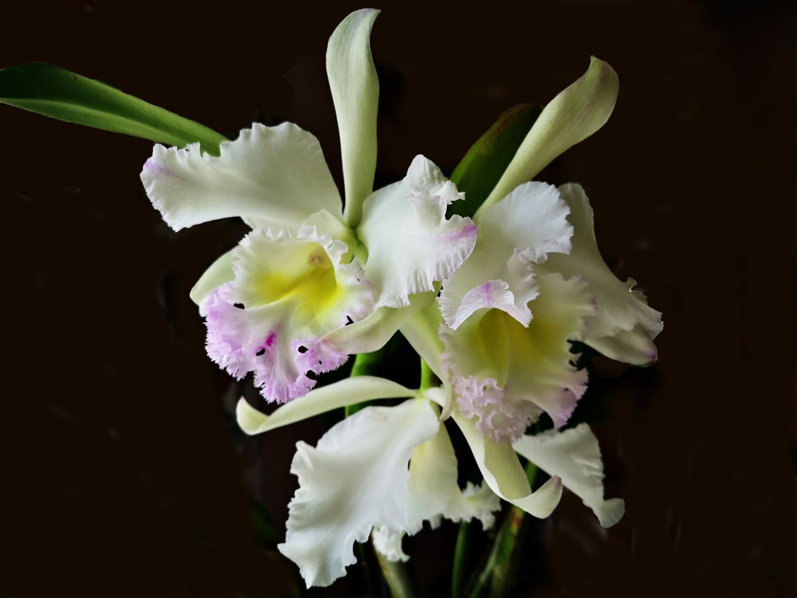 HUAWEI CLT-L29 sample photo. Flower, orchid, nature photography