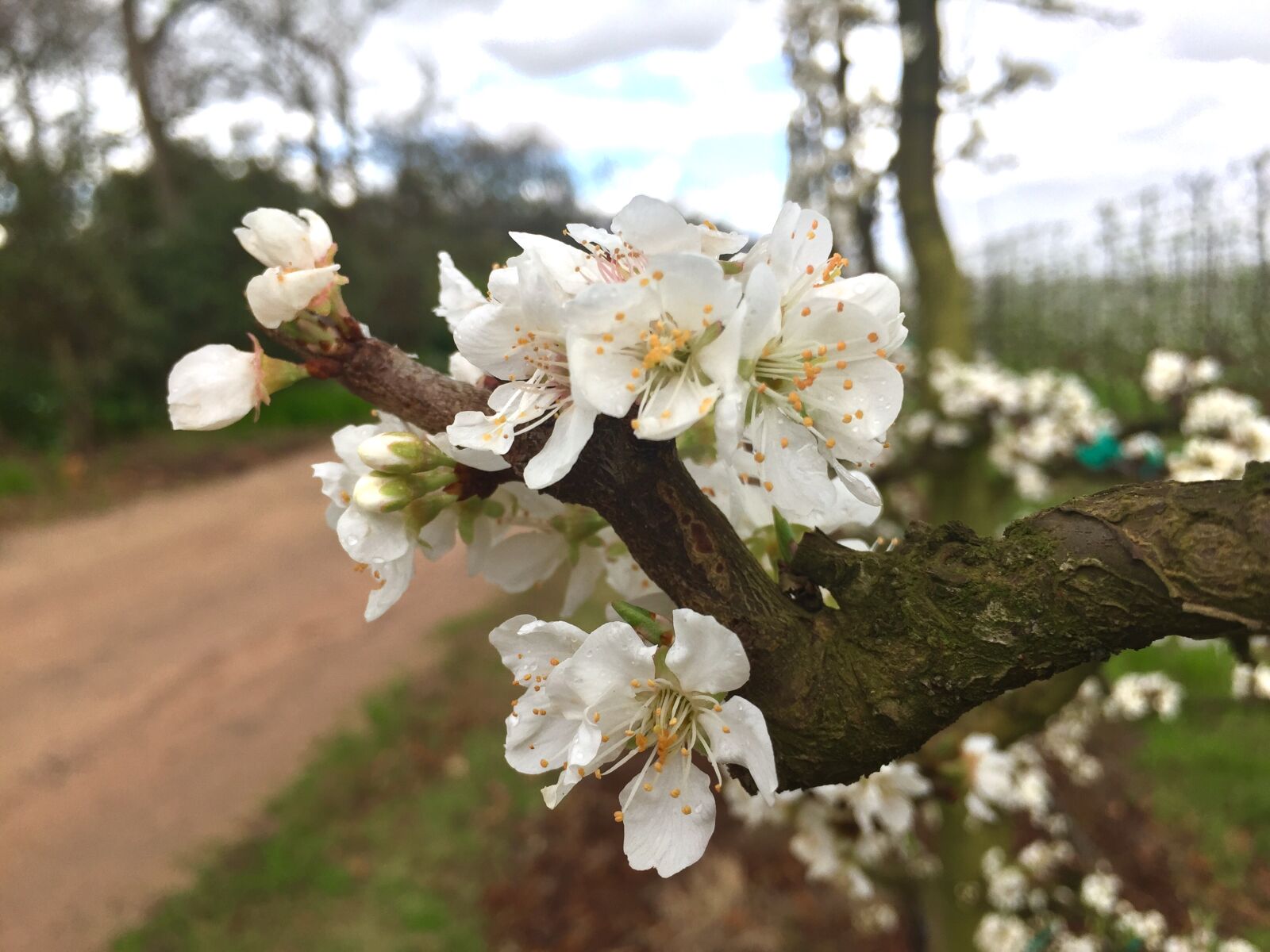 iPhone 6 back camera 4.15mm f/2.2 sample photo. Blossom, blossoming, flower, flowering photography