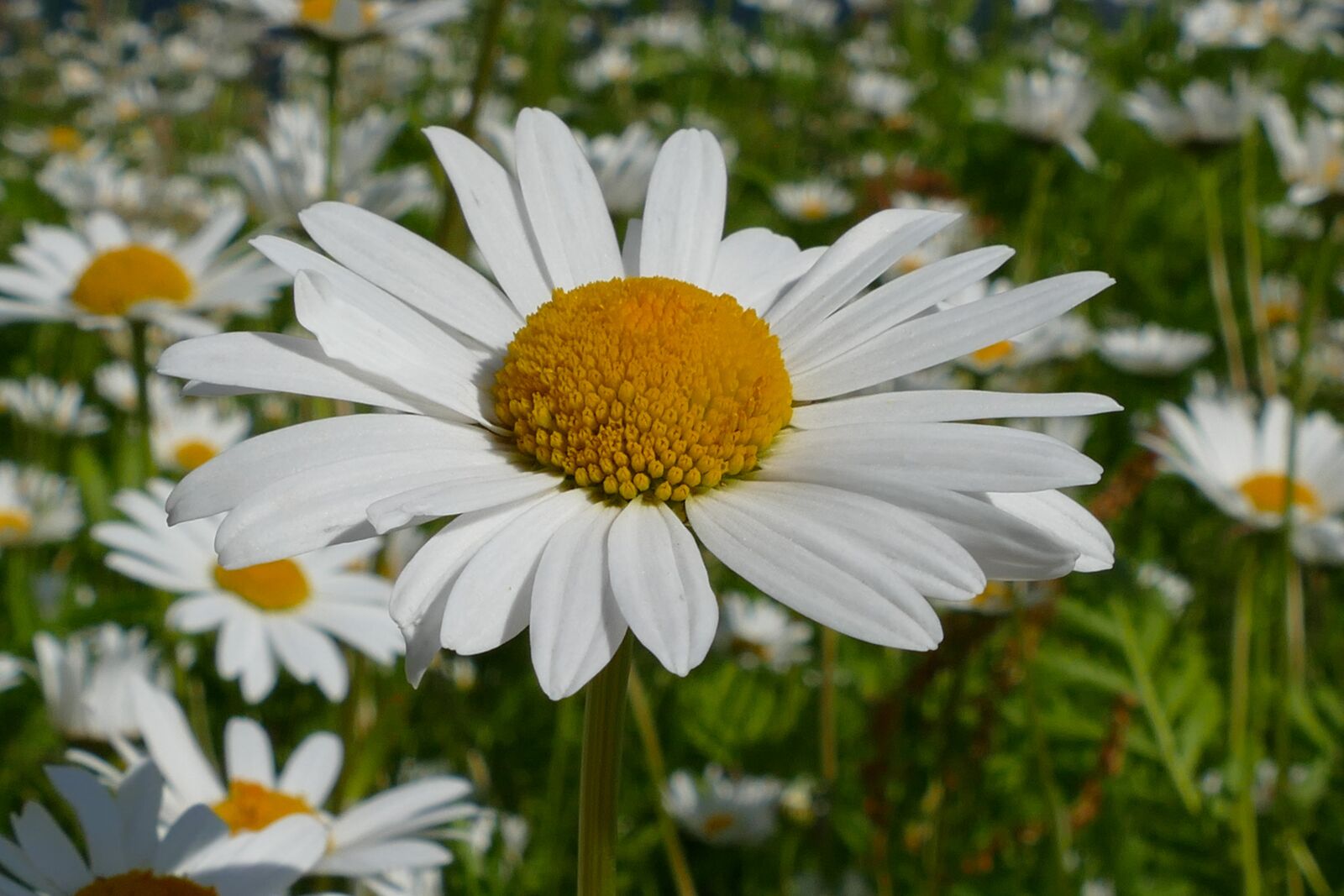 Panasonic Lumix DMC-FZ1000 sample photo. Flower, blossom, bloom photography