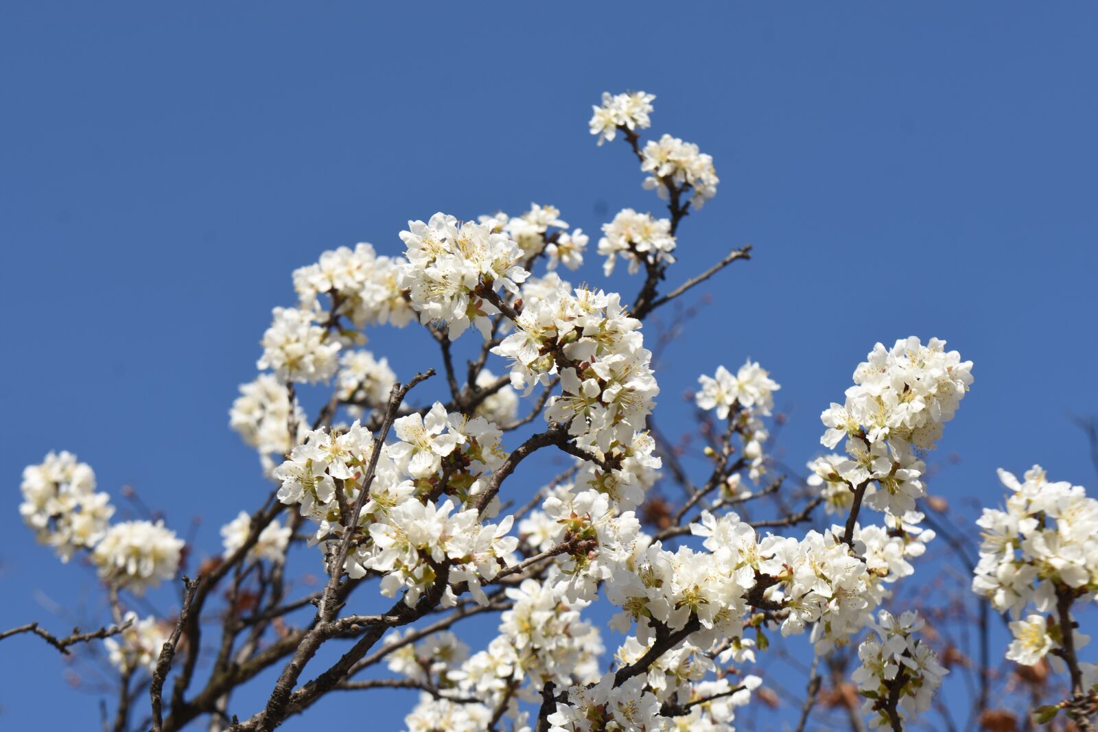 Nikon D7200 sample photo. Spring, white, cherry flowers photography