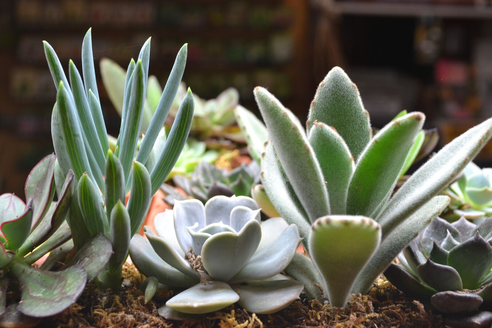 Nikon D3100 sample photo. Cactus, flora, nature photography