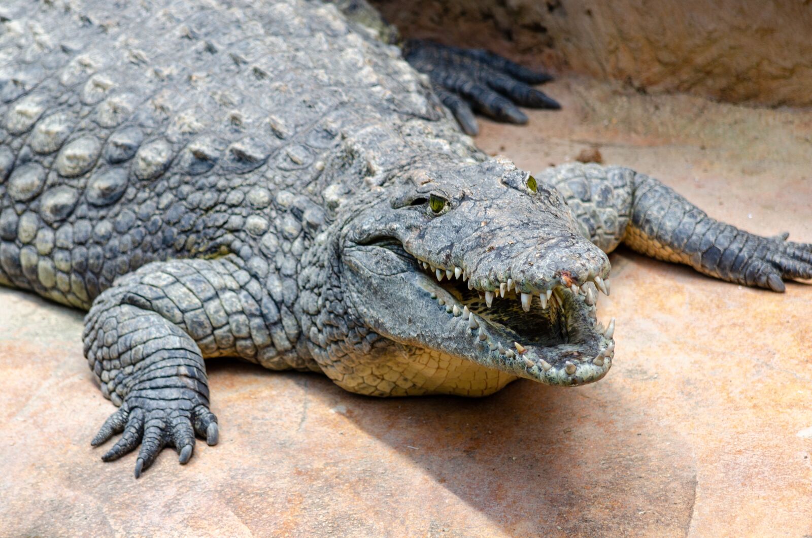 Nikon D7000 sample photo. La ferme aux crocodilles photography