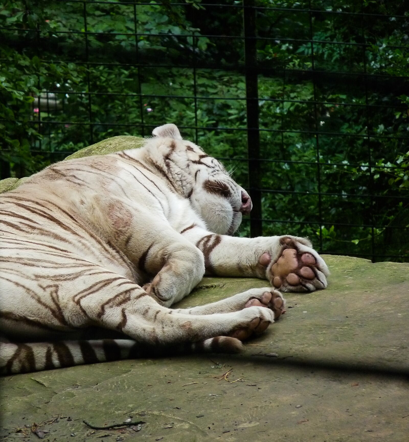 Panasonic Lumix DMC-FZ28 sample photo. White tiger, feline, zoo photography
