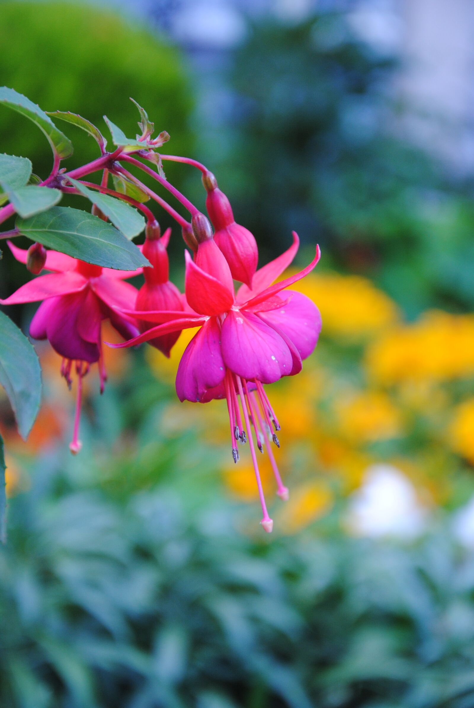 Nikon D3000 sample photo. "Pink colour, flower, flower" photography