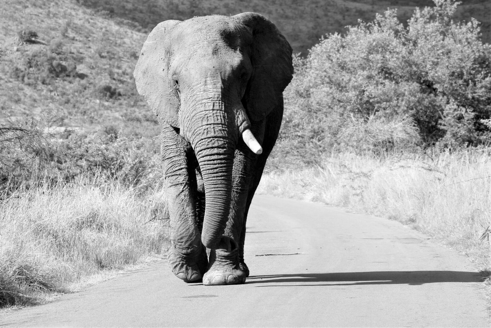 Canon EF75-300mm f/4-5.6 sample photo. African elephant, bull, walking photography