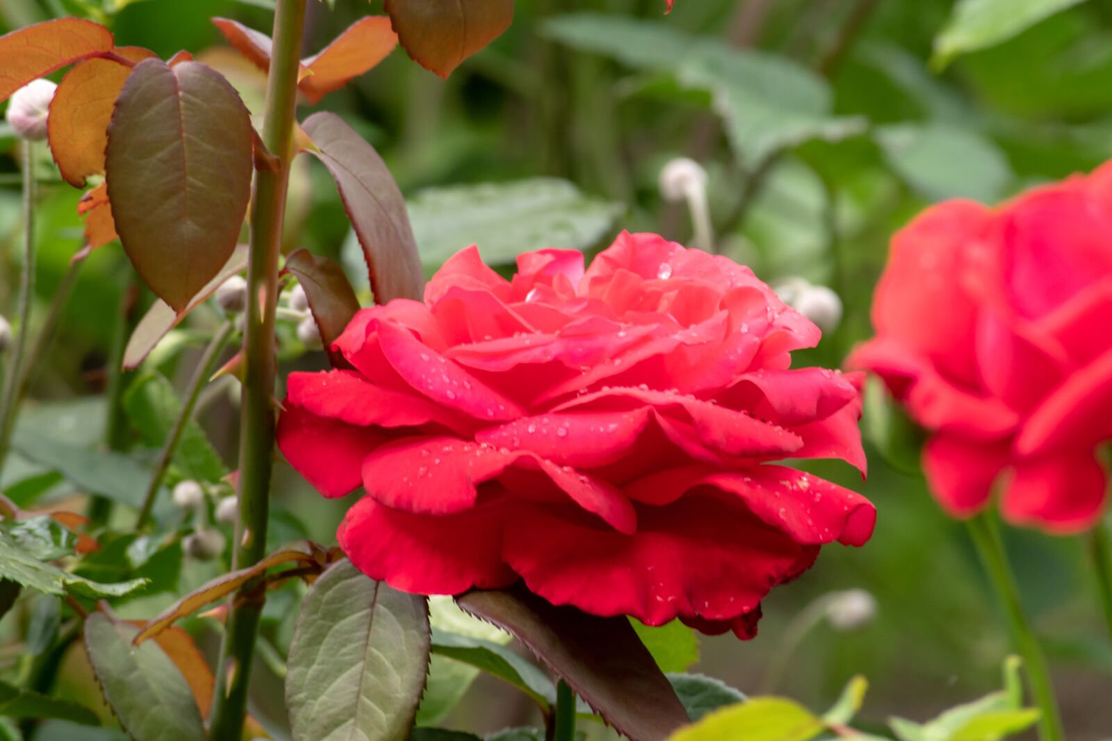 Nikon D3300 sample photo. Red, green, nature photography